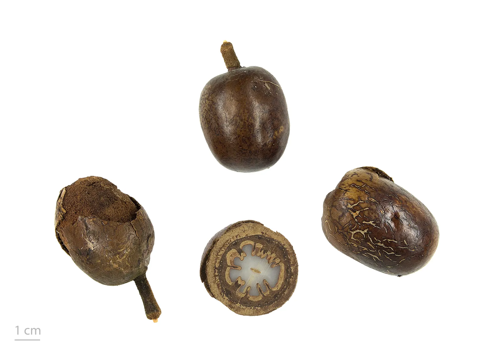 Bismarck Palm (Bismarckia Nobilis) — the Bismarck Palm prefers a full sun exposure for optimal growth and coloration; this low-maintenance palm is, image 57