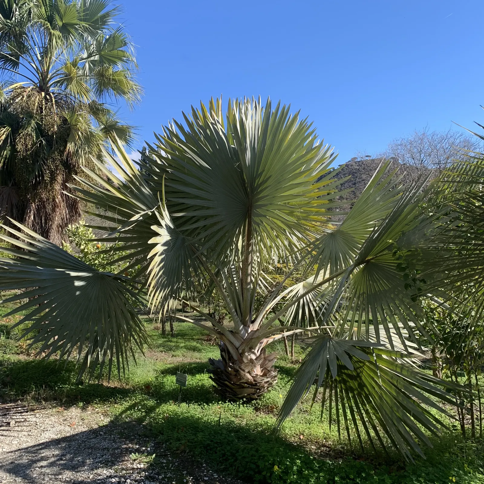 Bismarck Palm (Bismarckia Nobilis) — present a robust silhouette against any backdrop.<br><br>Hardy in USDA zones 10 to 11; it's vital to allocate ample space