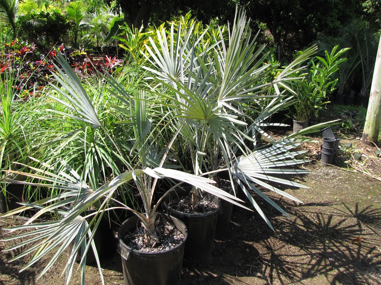 Bismarck Palm (Bismarckia Nobilis) — It thrives in well-drained soil conditions and demonstrates a moderate tolerance to drought once established