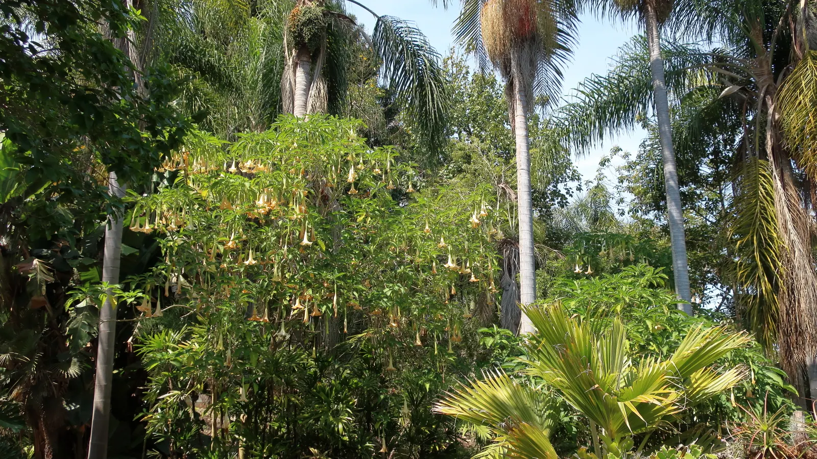 Bismarck Palm (Bismarckia Nobilis) — Hardy and drought-tolerant, it's ideal as a focal plant in spacious gardens; it's vital to allocate ample space for the
