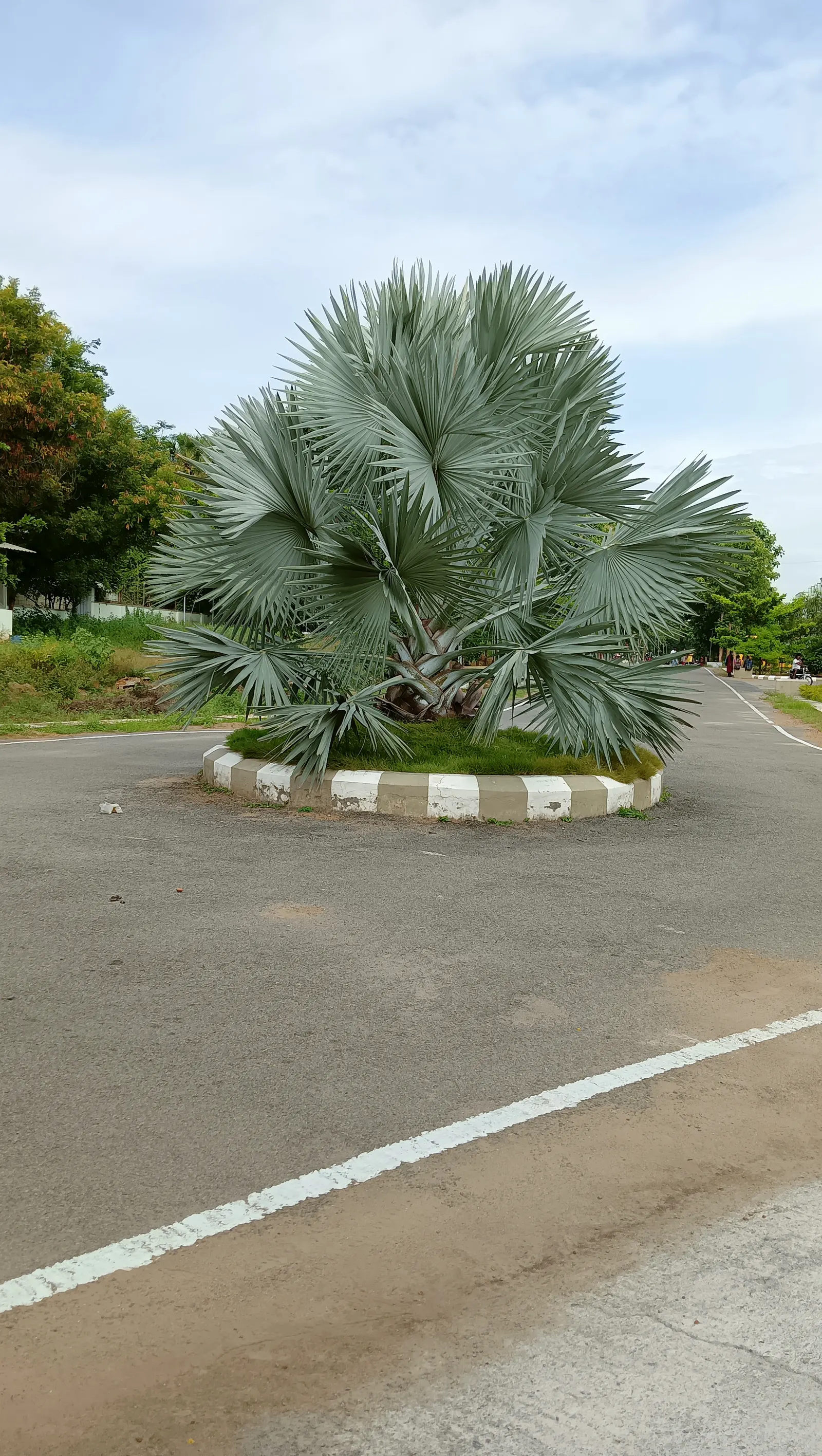 Bismarck Palm (Bismarckia Nobilis) — palm for full