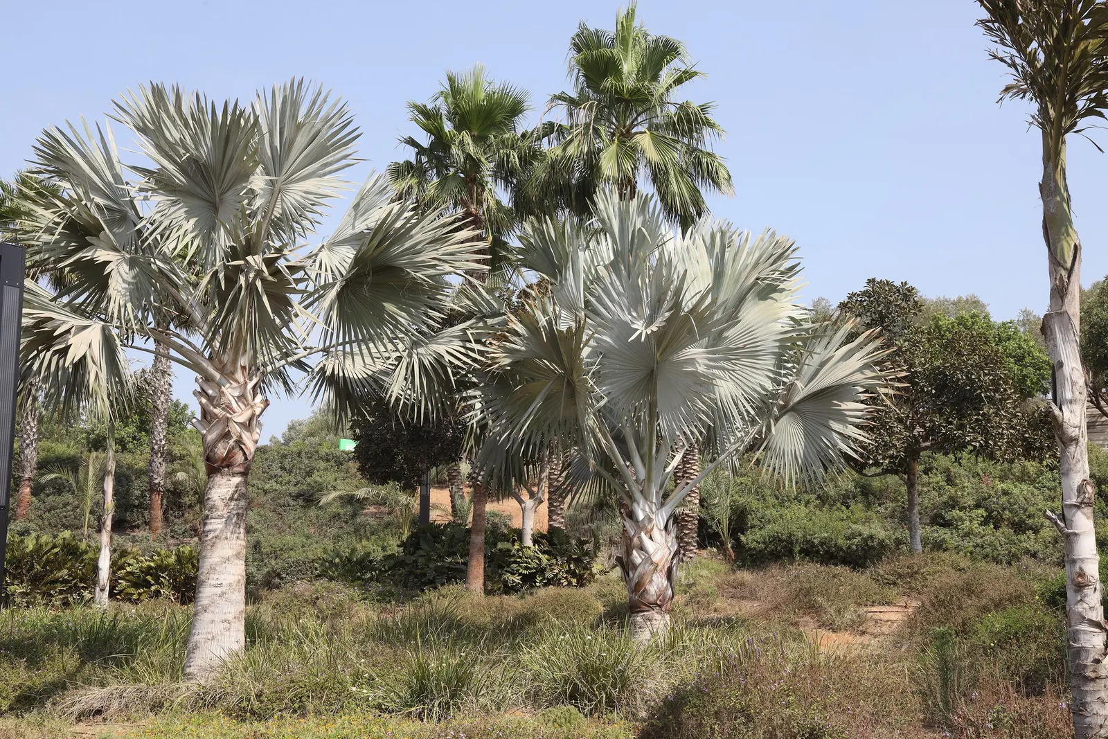 Bismarck Palm (Bismarckia Nobilis) — is a stunning statement piece with its silver-blue fronds