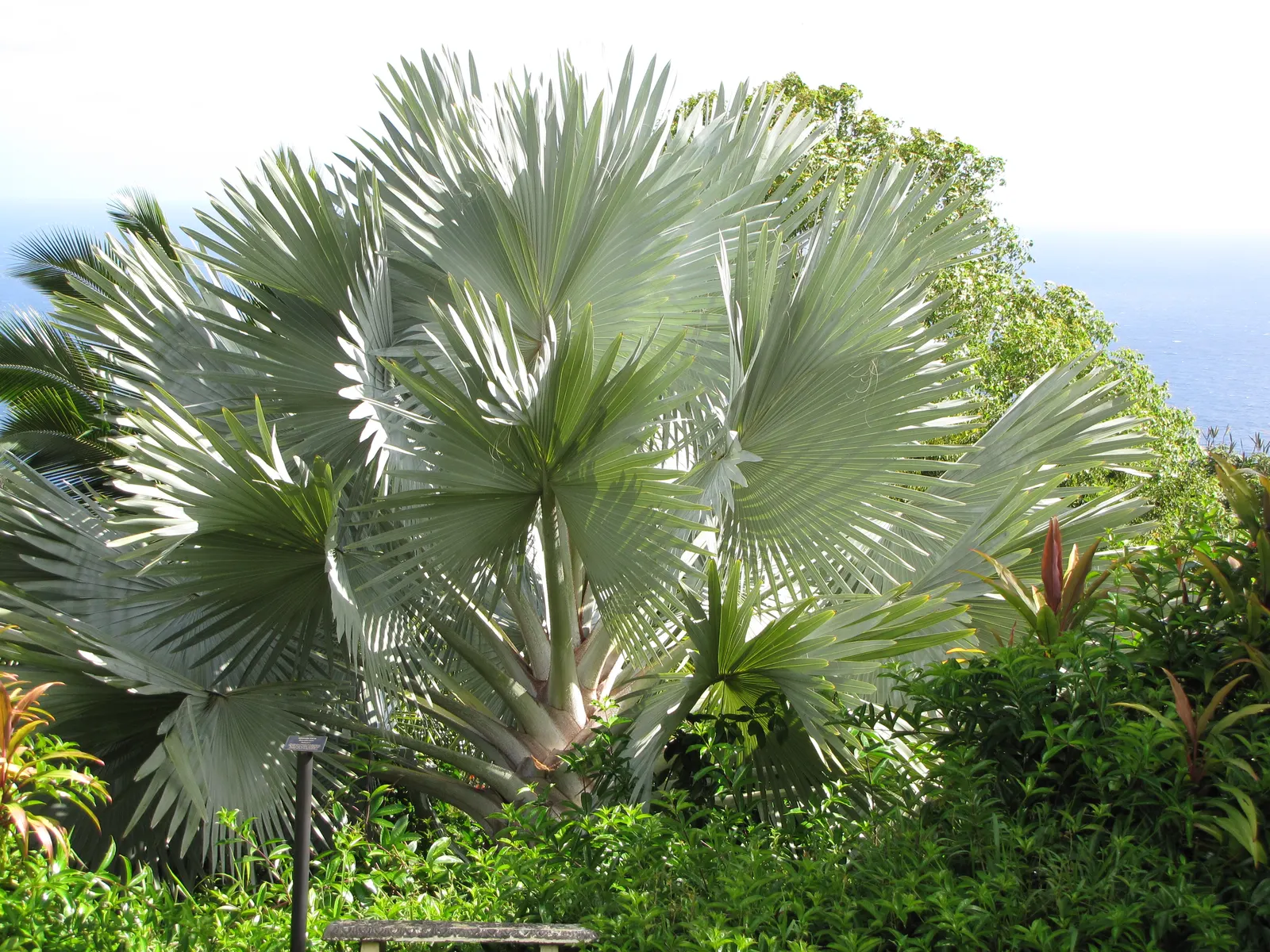 Bismarck Palm (Bismarckia Nobilis) — This low-maintenance palm is not only drought-tolerant but also resistant to most pests and diseases, image 102