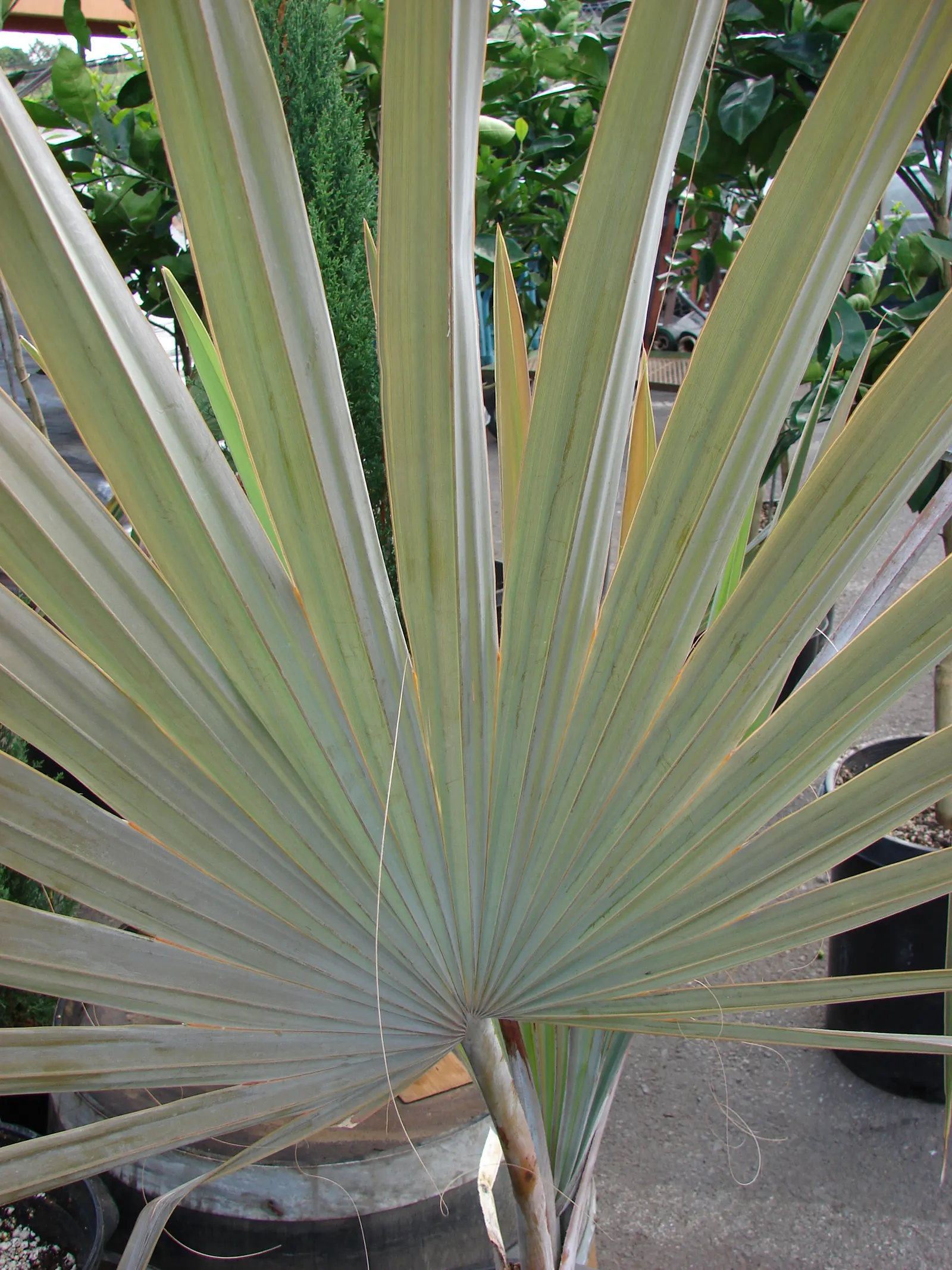 Bismarck Palm (Bismarckia Nobilis) — tropical aesthetic is desired; it thrives in full sun and well-draining soil, bringing a tropical flair to, image 73