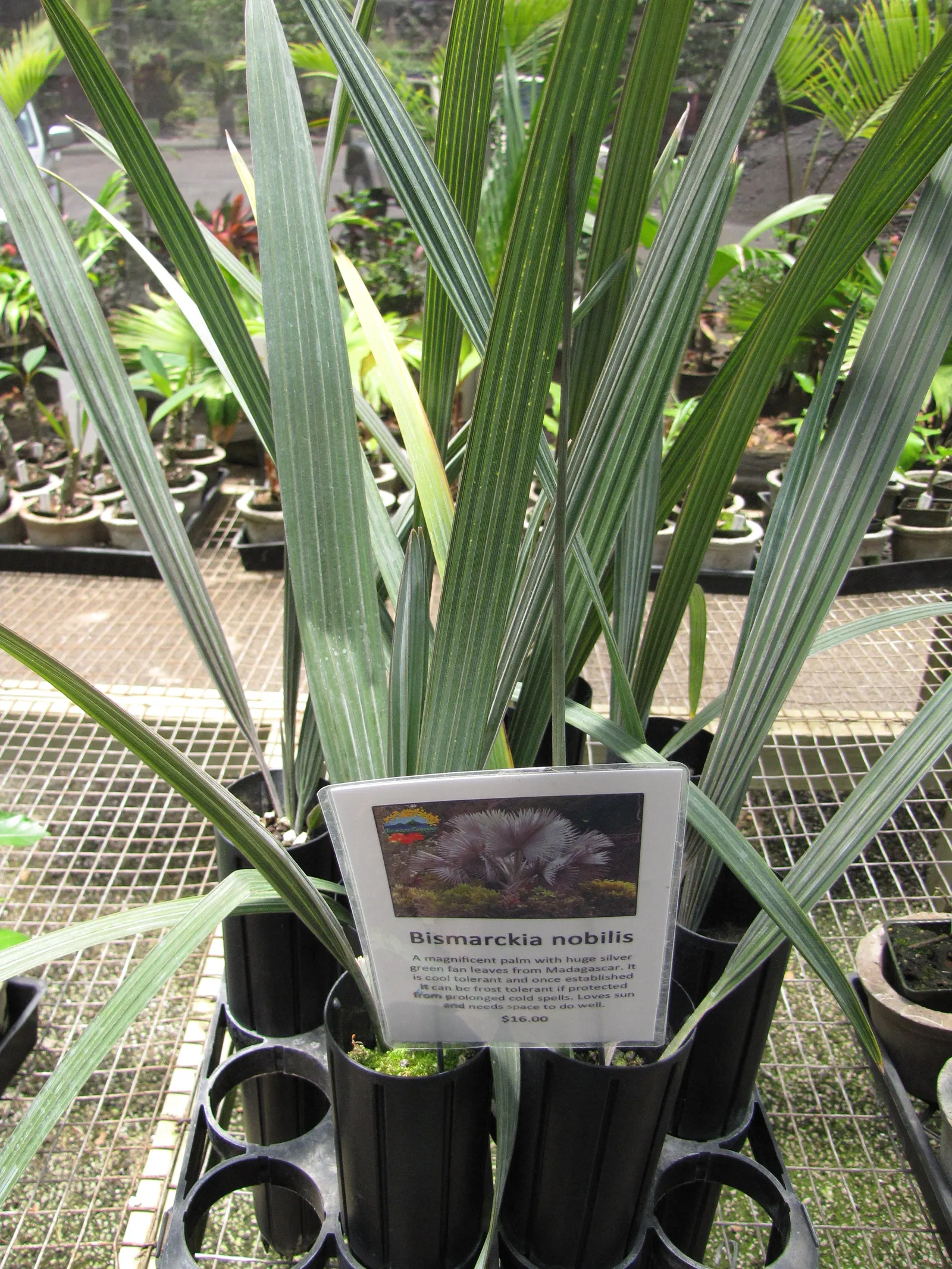 Bismarck Palm (Bismarckia Nobilis) — and forming a grand crown; it's vital to allocate ample space for the Bismarck Palm, image 65
