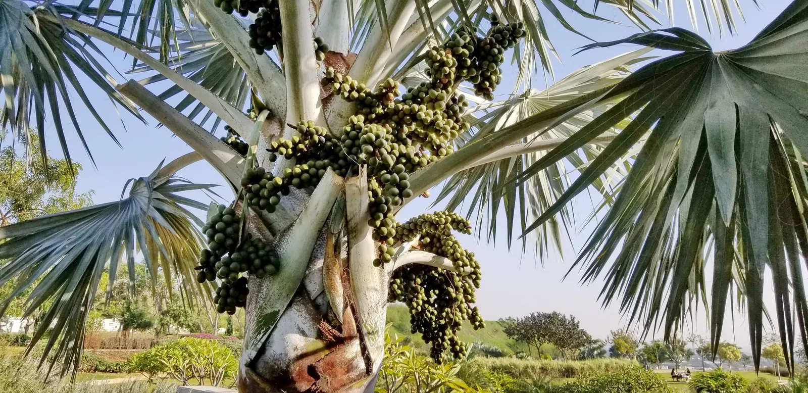 Bismarck Palm (Bismarckia Nobilis) — It's vital to allocate ample space for the Bismarck Palm, image 53