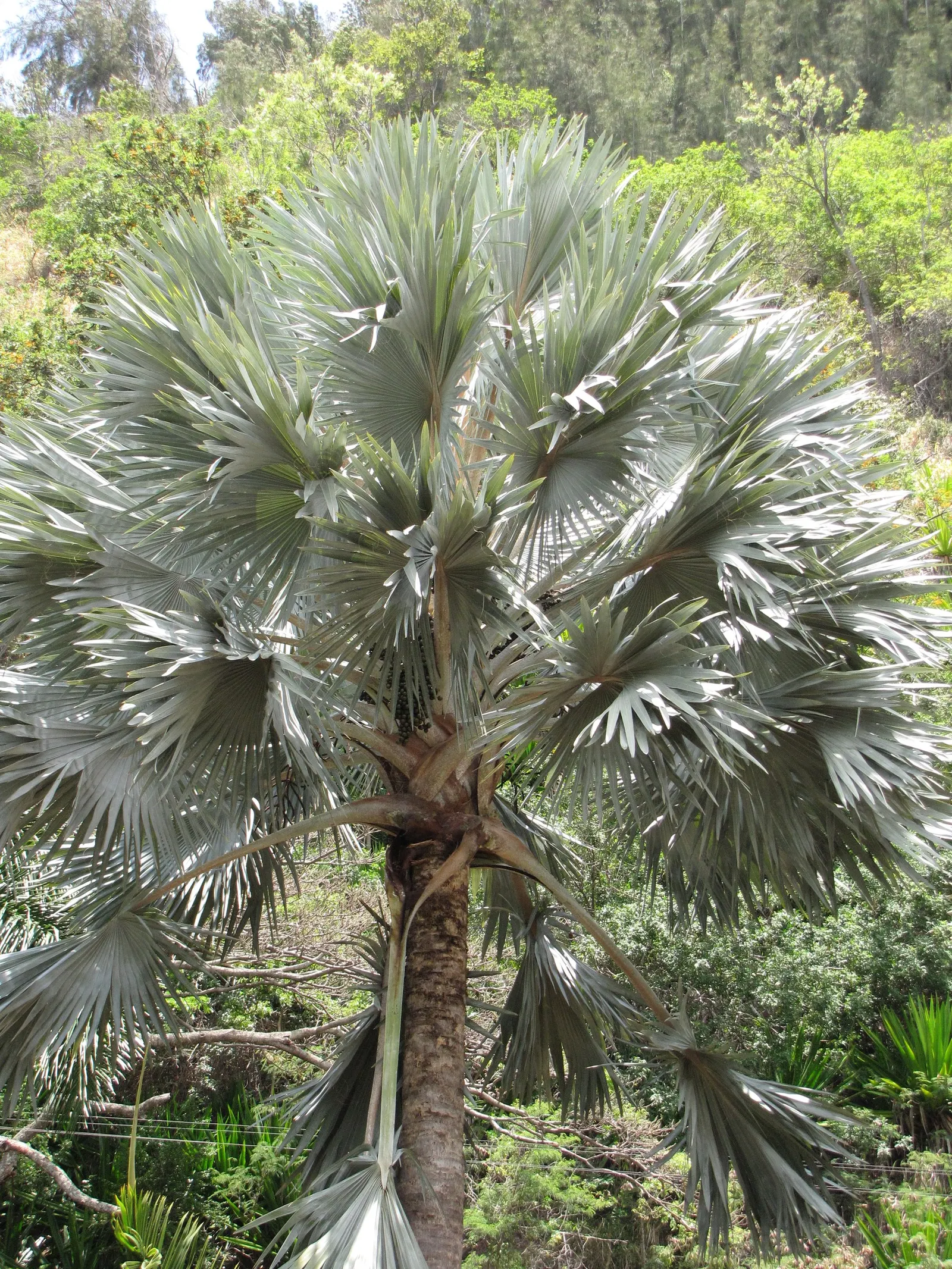 Bismarck Palm (Bismarckia Nobilis) — It thrives in full sun and well-draining soil, bringing a tropical flair to landscapes, image 67