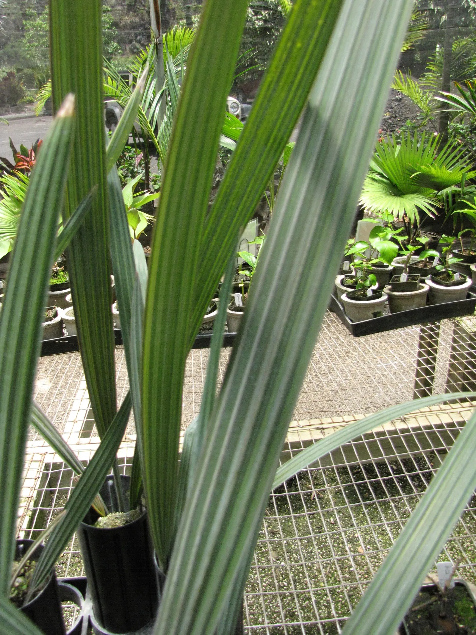 Bismarck Palm (Bismarckia Nobilis) — this palm is a staple in landscapes where a bold; this low-maintenance palm is not only drought-tolerant but also