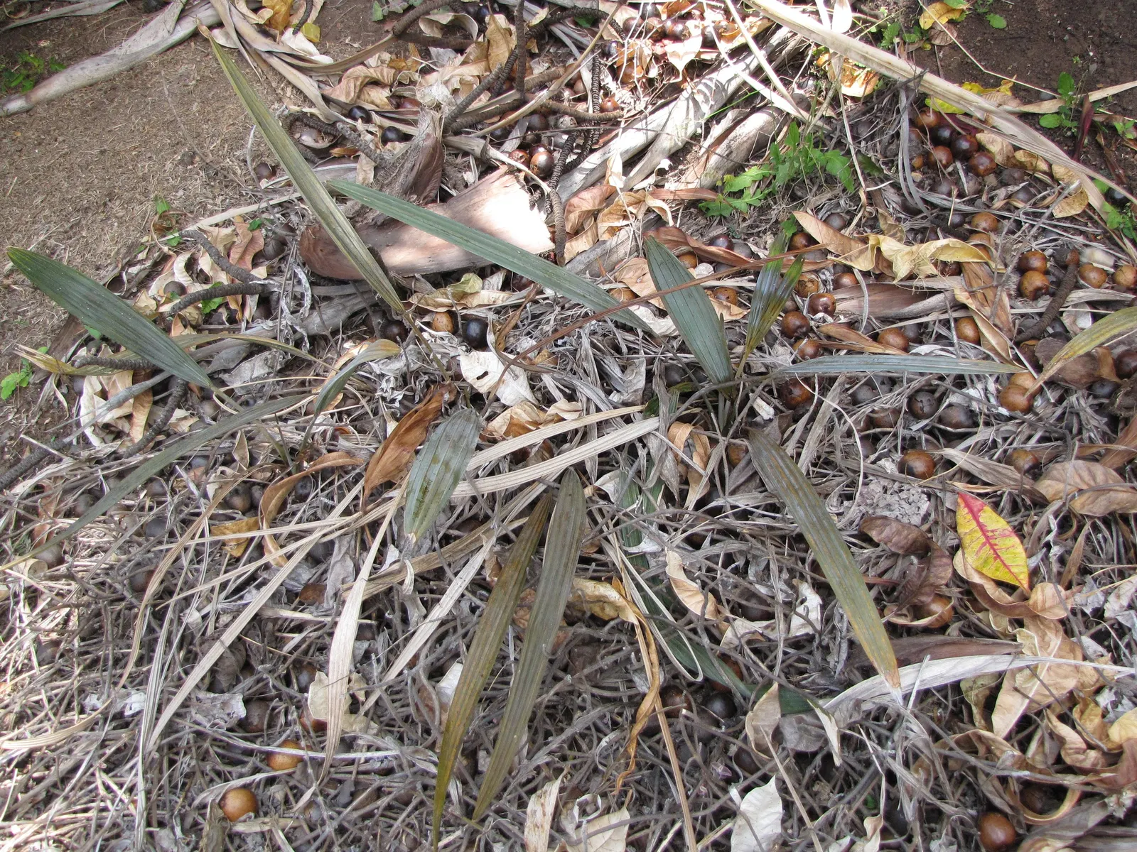 Bismarck Palm (Bismarckia Nobilis) — is a stunning statement piece with its silver-blue fronds; it thrives in full sun and well-draining soil, bringing a