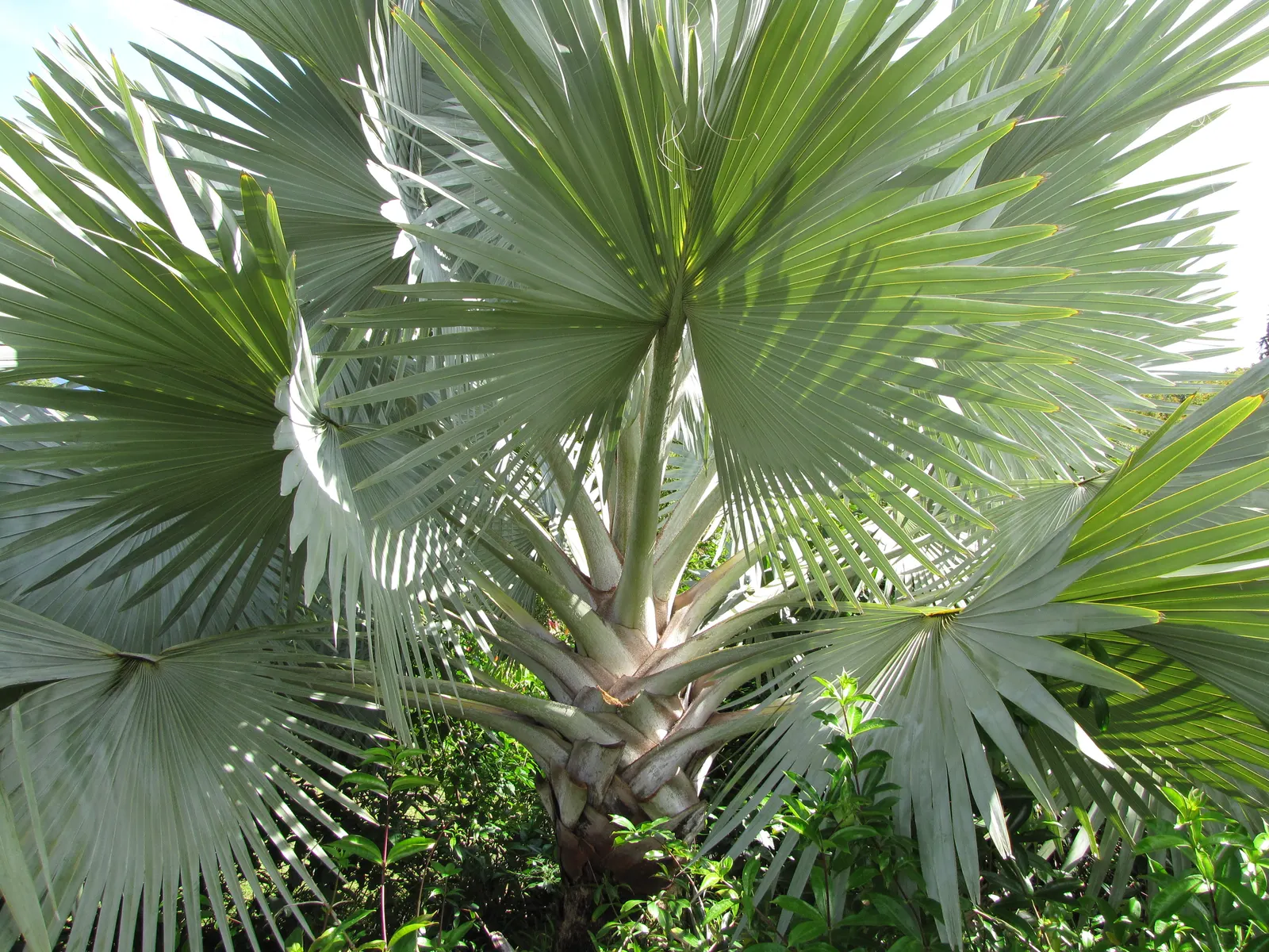 Bismarck Palm (Bismarckia Nobilis) — Hardy and drought-tolerant, it's ideal as a focal plant in spacious gardens; it's vital to allocate ample, image 68