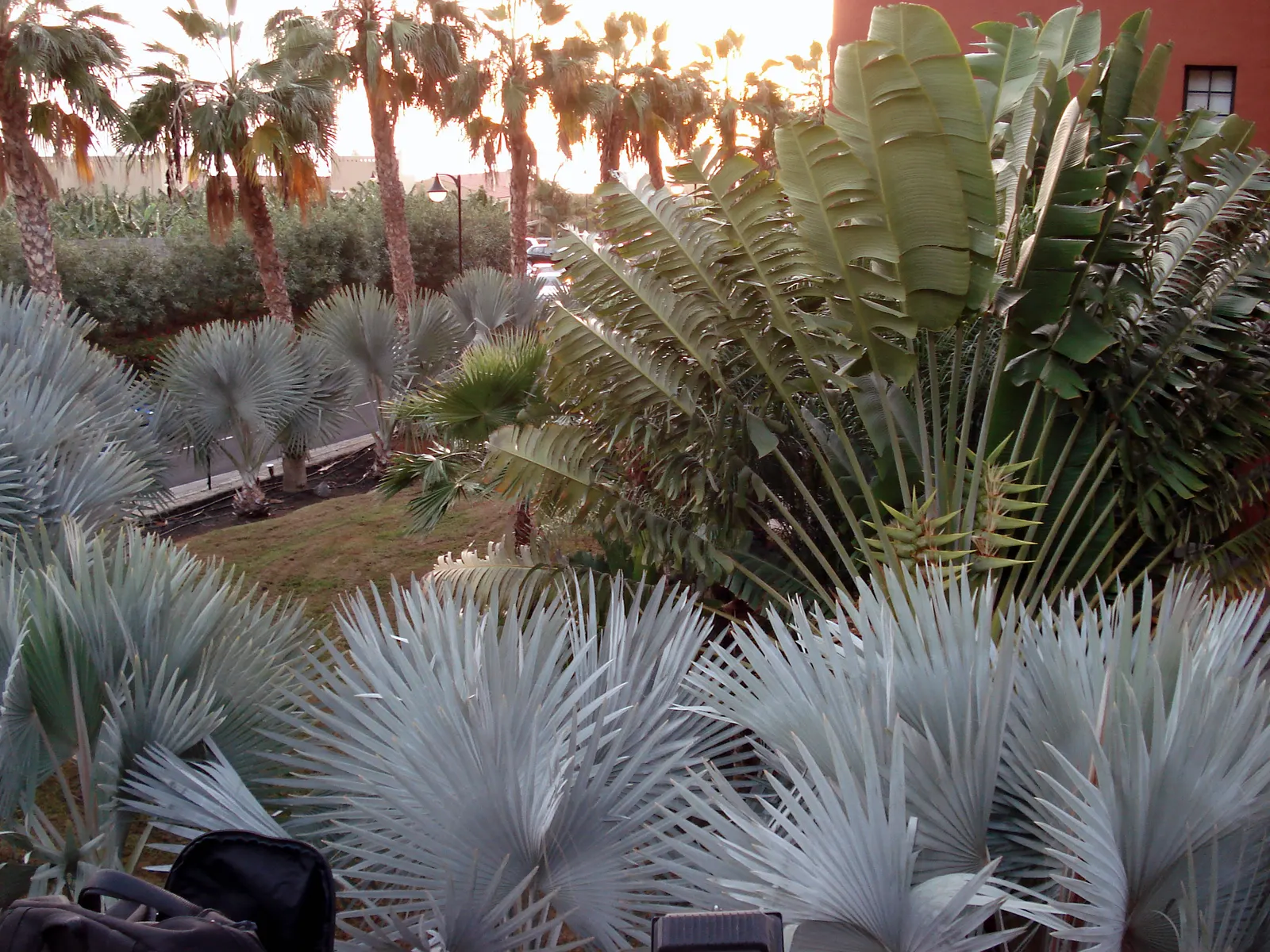 Bismarck Palm (Bismarckia Nobilis) — ensure sufficient space to accommodate its grand scale; it thrives in full sun and well-draining soil, bringing a tropical