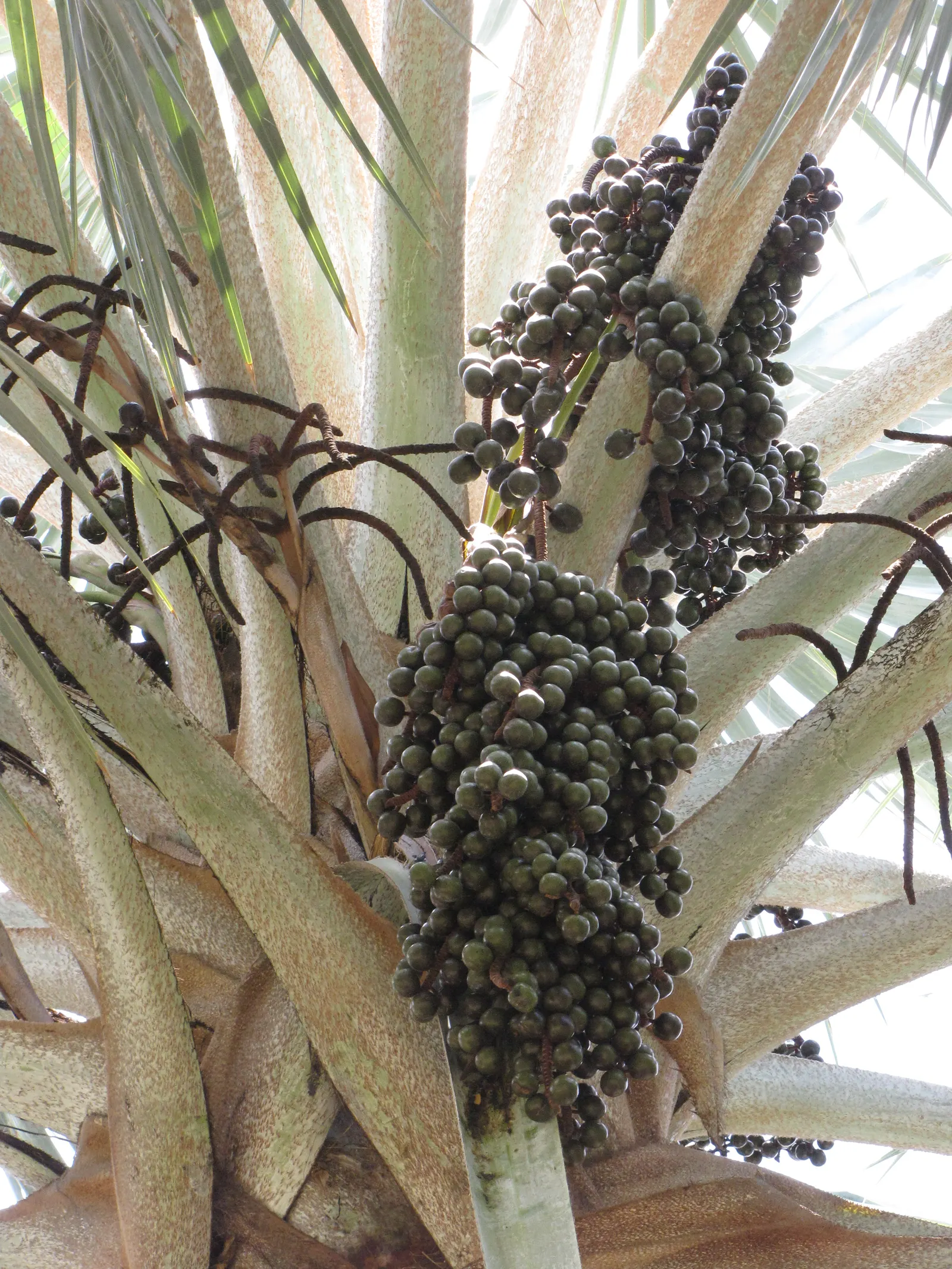 Bismarck Palm (Bismarckia Nobilis) — scientifically named Bismarckia nobilis; this low-maintenance palm is not only drought-tolerant but also, image 90