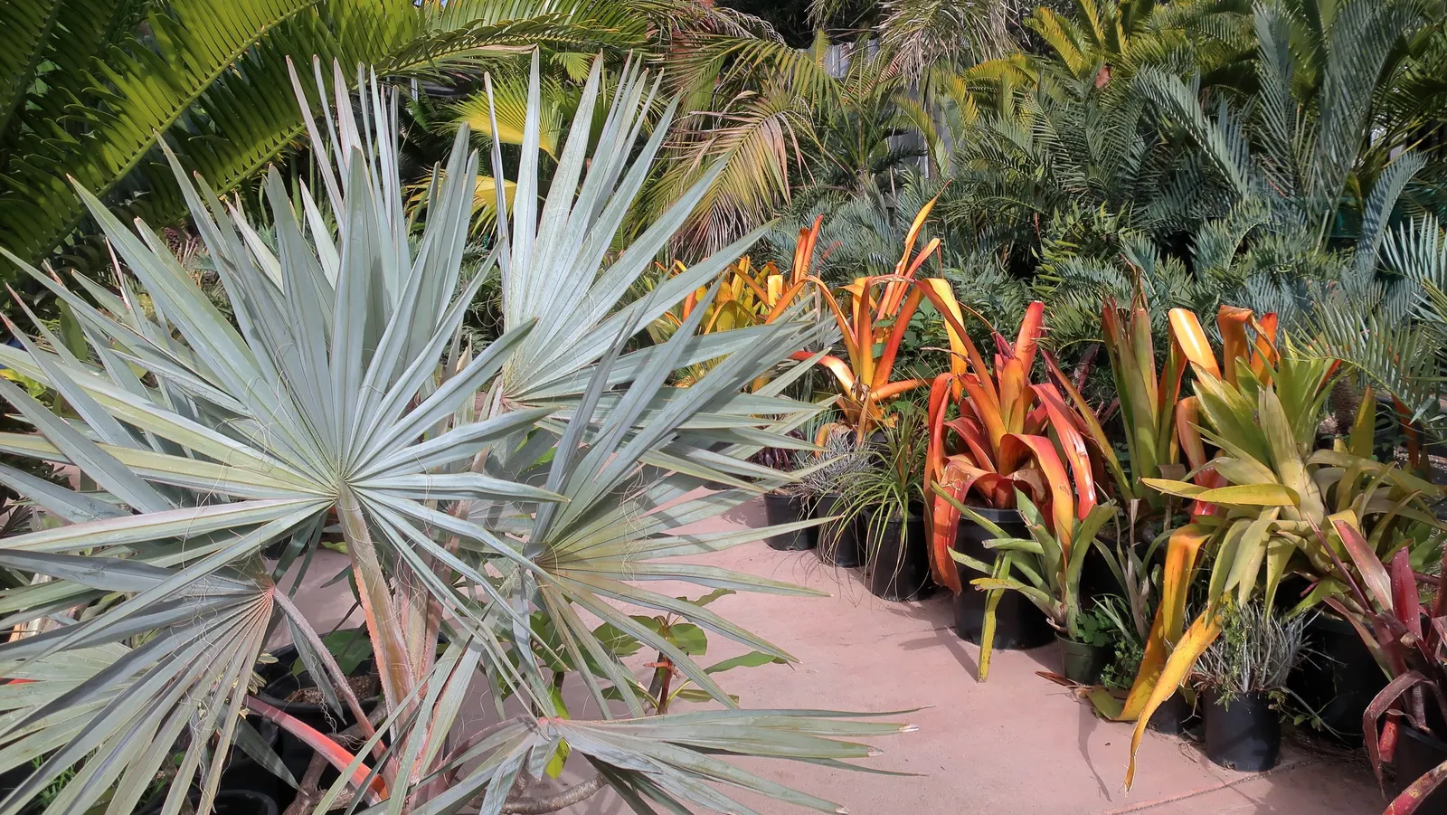 Bismarck Palm (Bismarckia Nobilis) — This fan palm can reach a height of up to 60 ft with a spread of 10-16 ft; this low-maintenance palm is not, image 87