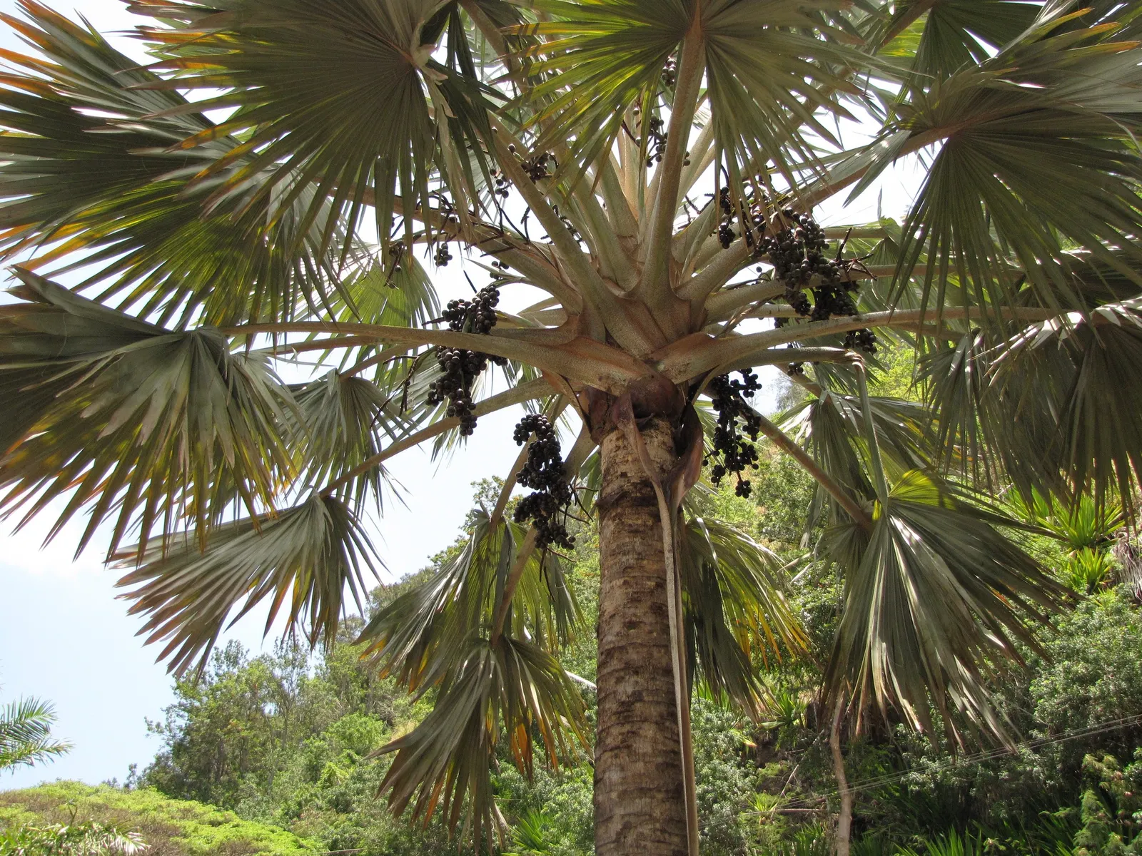 Bismarck Palm (Bismarckia Nobilis) — as it can reach a stately height of up to 60 feet with a crown spread that can extend to 20 feet in diameter, image 96