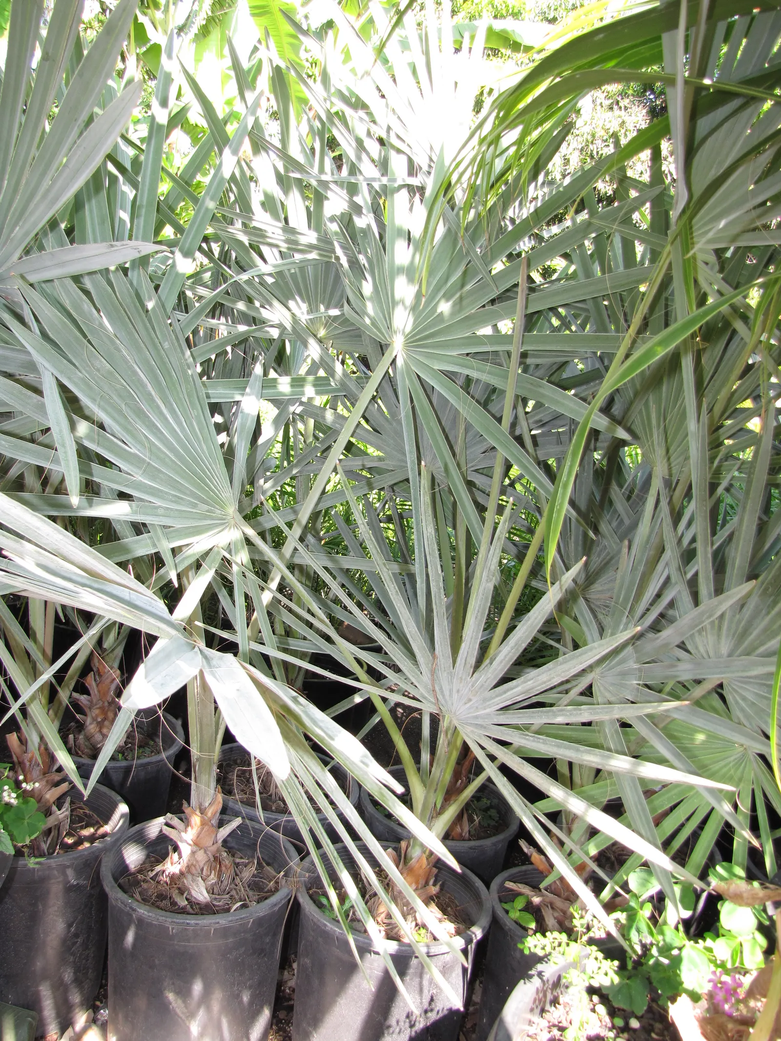 Bismarck Palm (Bismarckia Nobilis) — requiring minimal supplemental watering; it's vital to allocate ample space for the Bismarck Palm