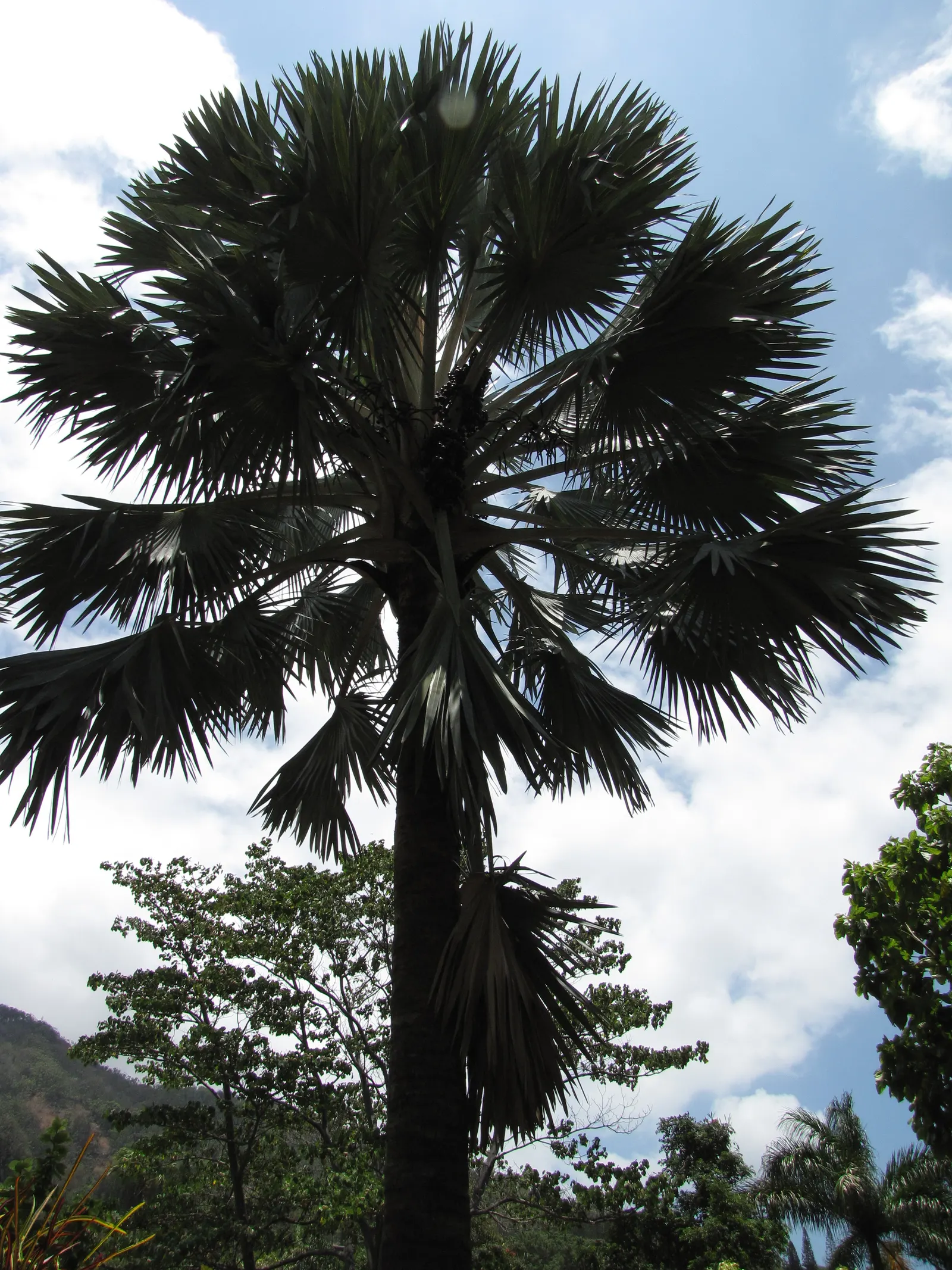 Bismarck Palm (Bismarckia Nobilis) — scientifically named Bismarckia nobilis