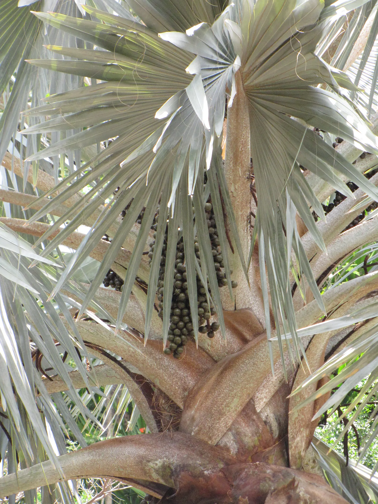 Bismarck Palm (Bismarckia Nobilis) — is a commanding and visually striking species native to the grasslands of Madagascar; it thrives in full sun, image 49