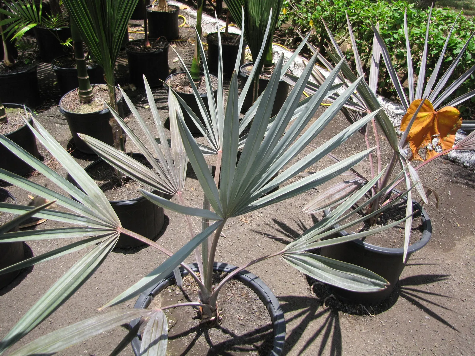 Bismarck Palm (Bismarckia Nobilis) — palm for full; this low-maintenance palm is not only drought-tolerant but also resistant to most pests and diseases