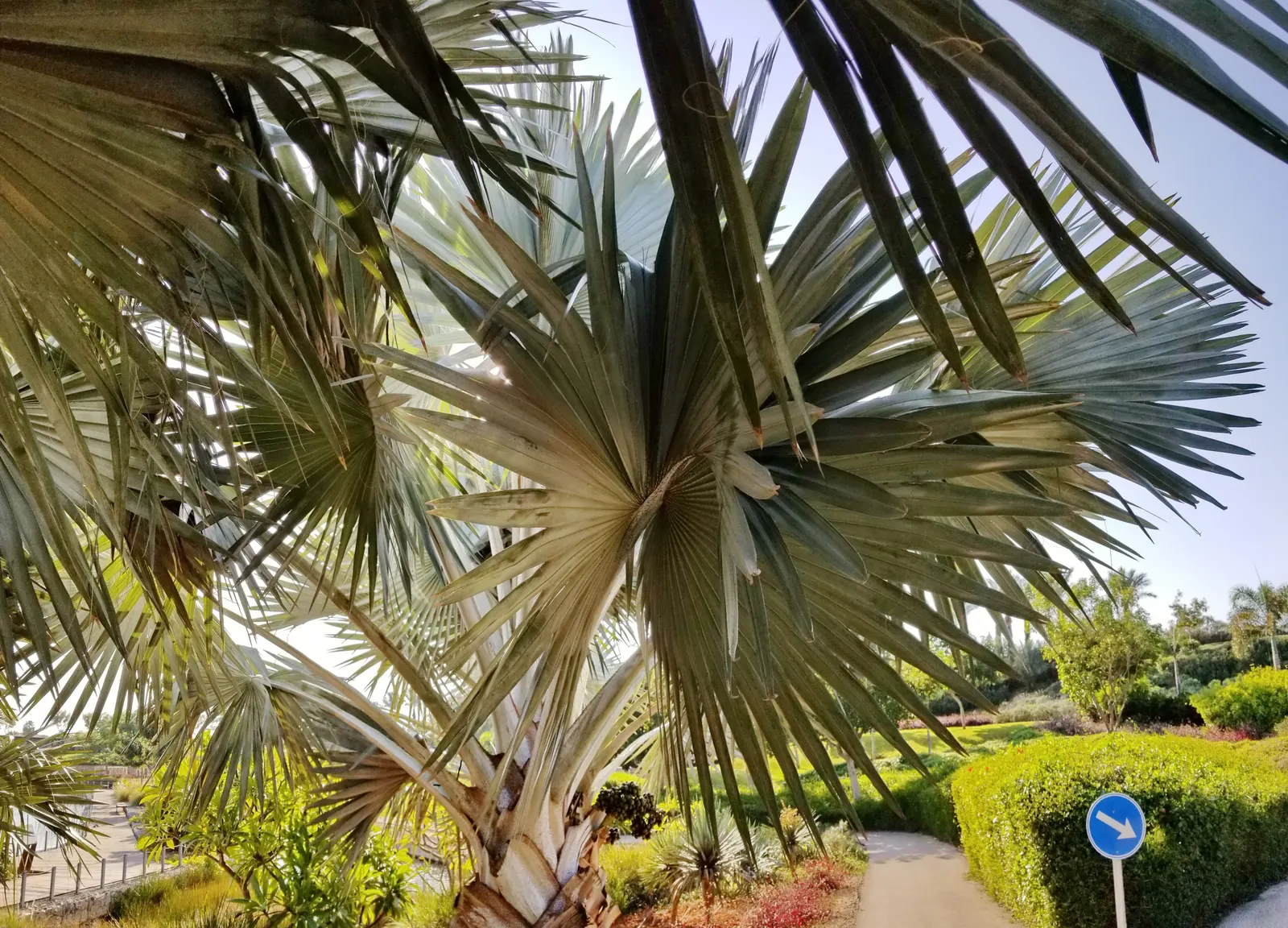 Bismarck Palm (Bismarckia Nobilis) — This fan palm can reach a height of up to 60 ft with a spread of 10-16 ft; this low-maintenance palm is not, image 45