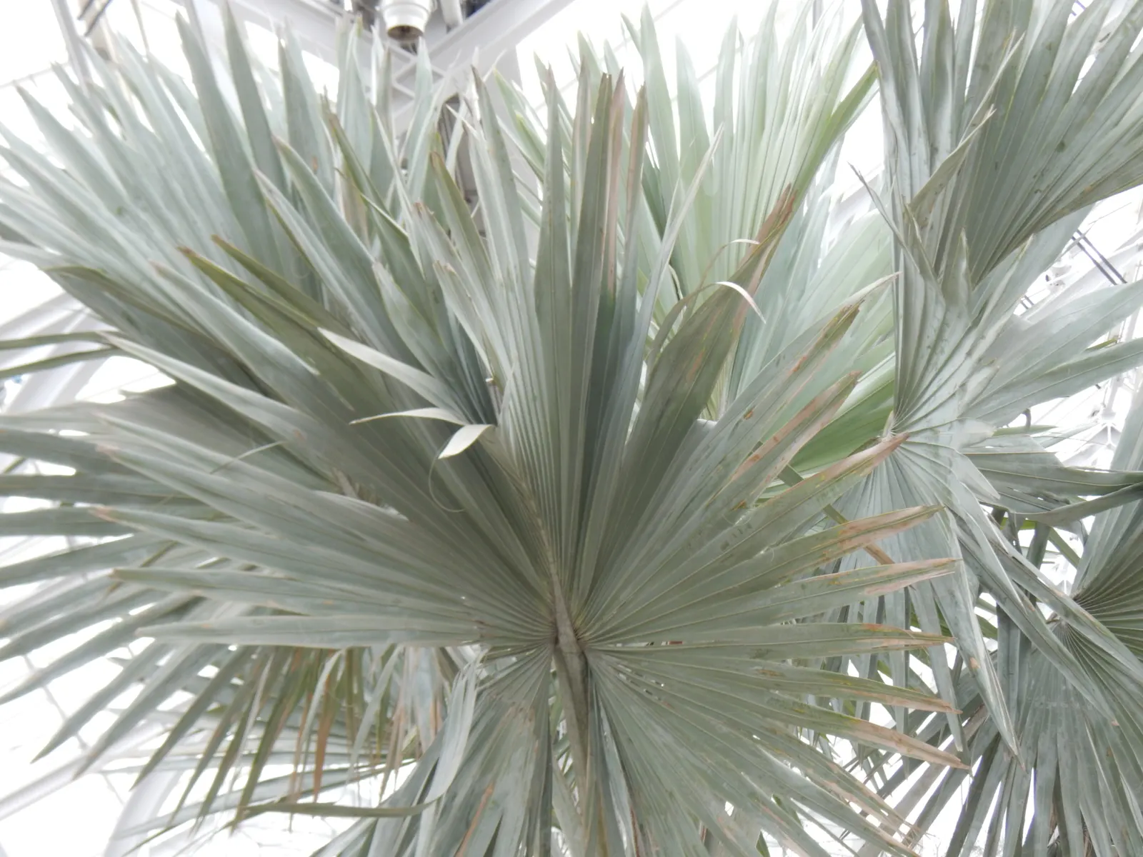Bismarck Palm (Bismarckia Nobilis) — It thrives in well-drained soil conditions and demonstrates a moderate tolerance to drought once established; it thrives