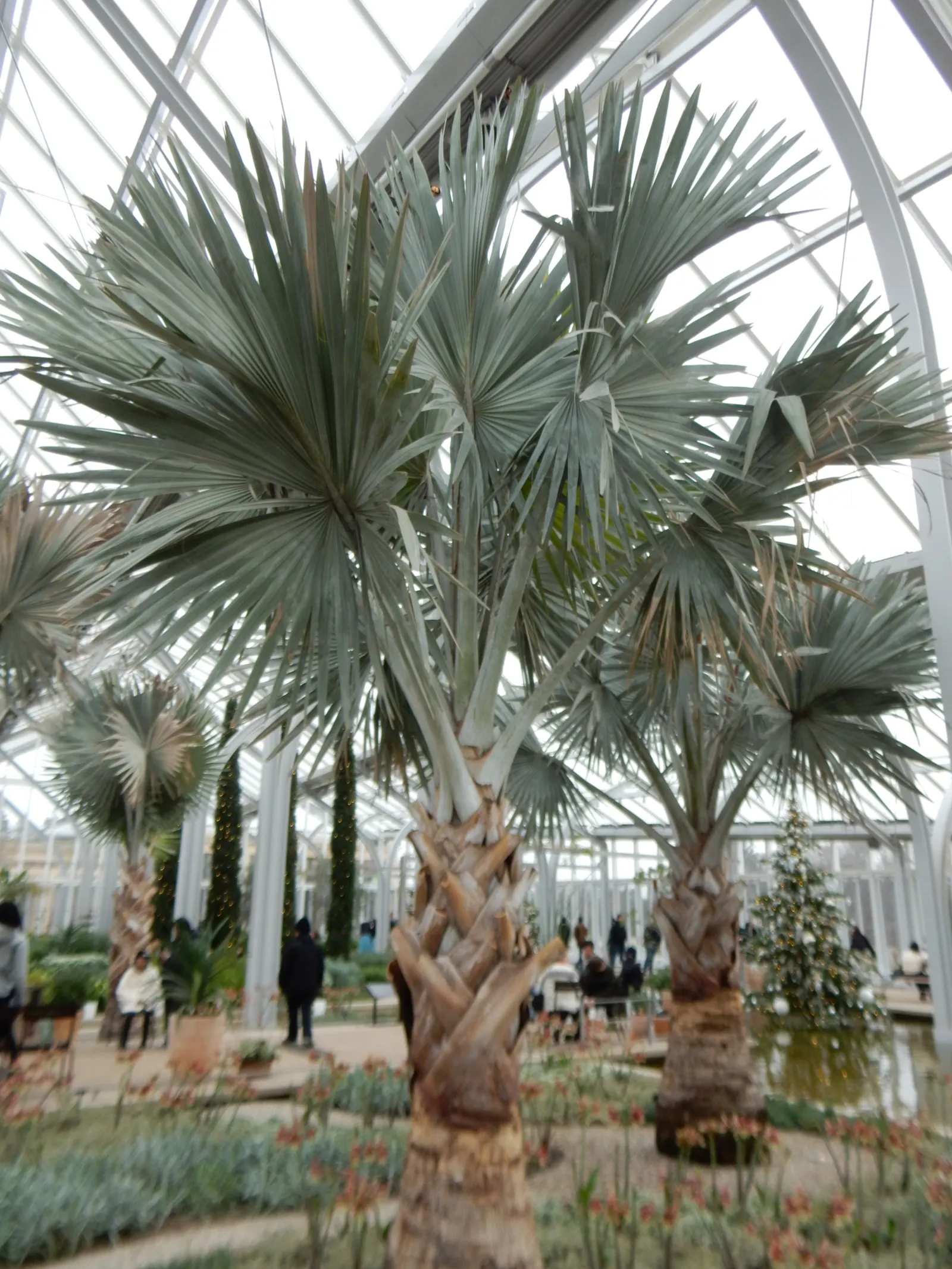 Bismarck Palm (Bismarckia Nobilis) — is a commanding and visually striking species native to the grasslands of Madagascar; it thrives in full sun and