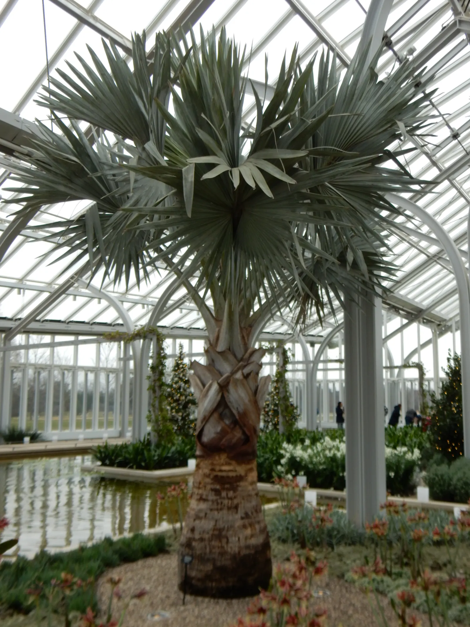 Bismarck Palm (Bismarckia Nobilis) — is a stunning statement piece with its silver-blue fronds; it thrives in full sun and well-draining soil, image 43