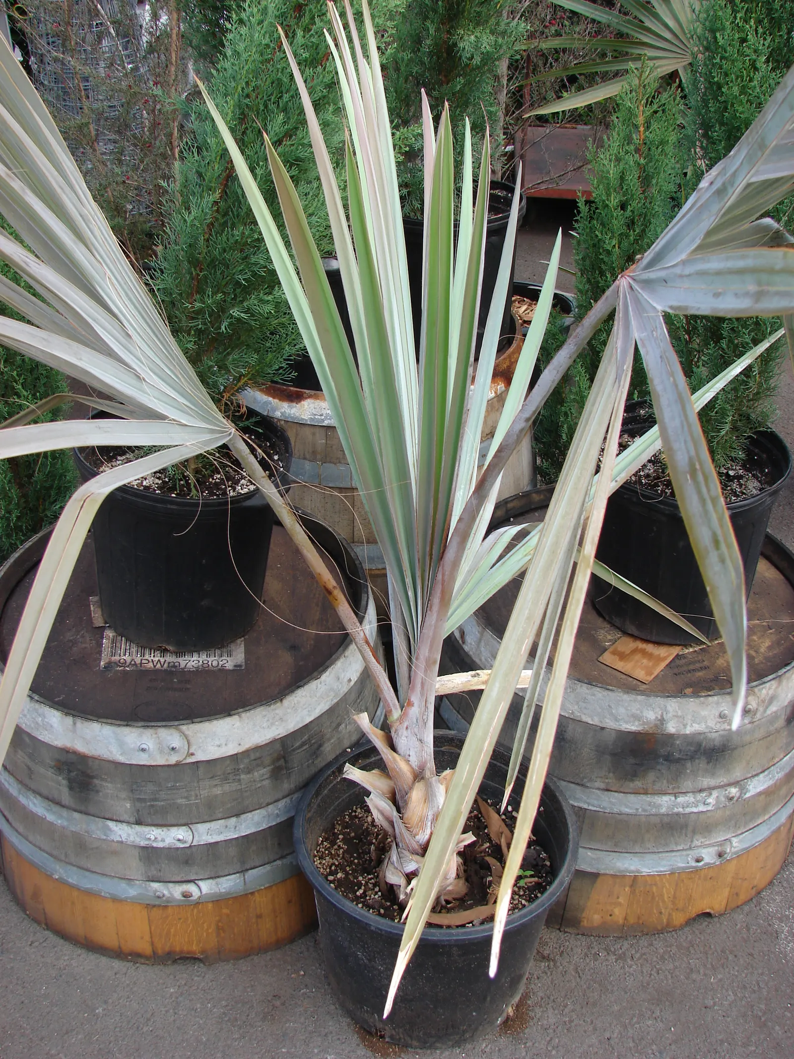 Bismarck Palm (Bismarckia Nobilis) — and forming a grand crown; it's vital to allocate ample space for the Bismarck Palm, image 86