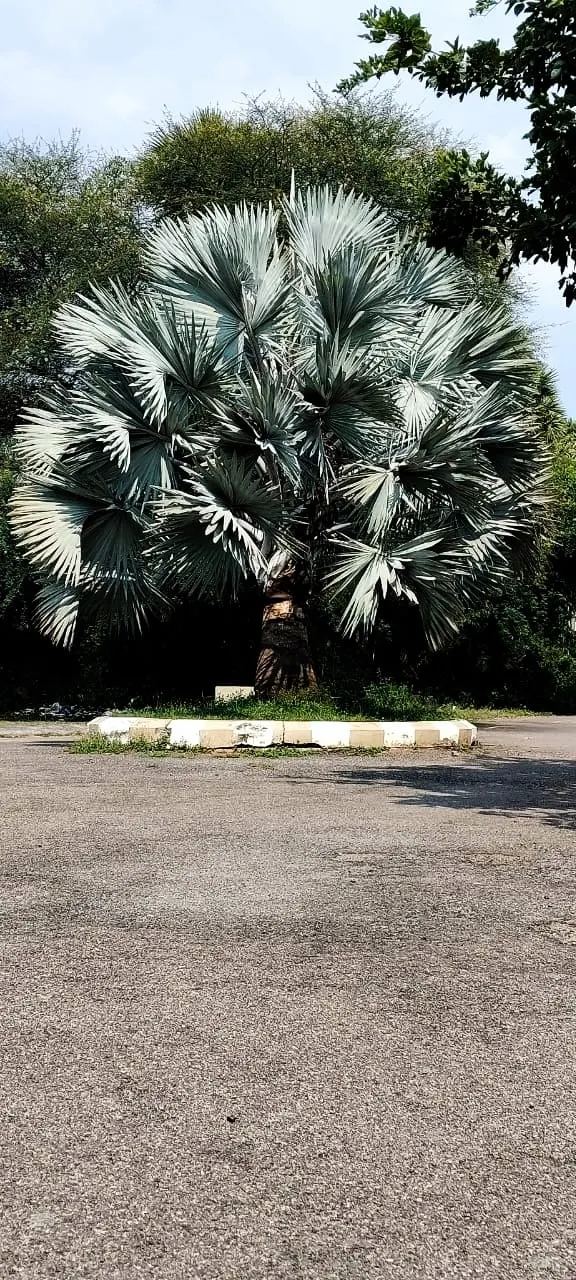 Bismarck Palm (Bismarckia Nobilis) — Hardy and drought-tolerant, it's ideal as a focal plant in spacious gardens; it's vital to allocate ample, image 89