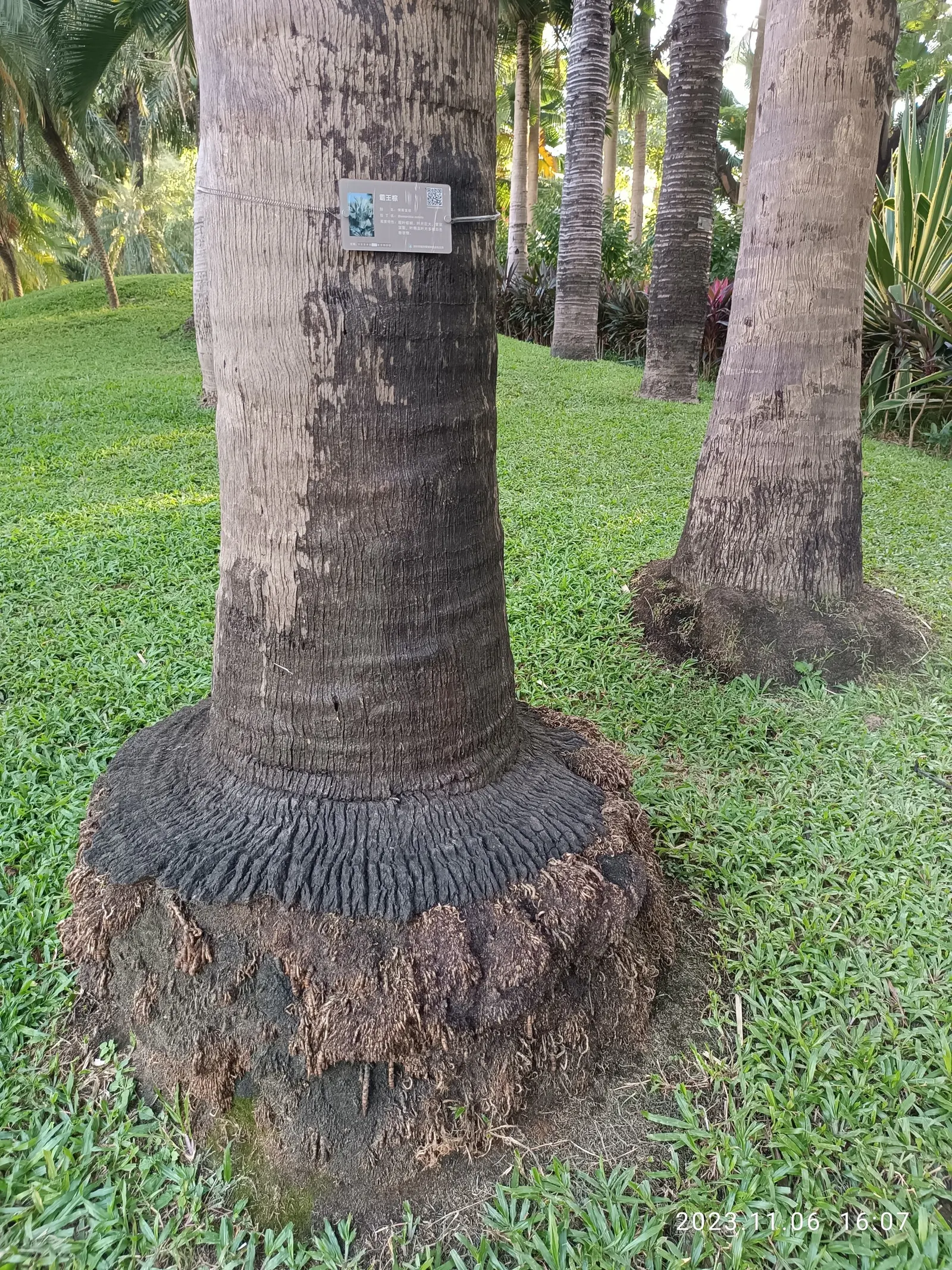 Bismarck Palm (Bismarckia Nobilis) — each approximately 4 feet in width; it thrives in full sun and well-draining soil, bringing a tropical flair, image 76