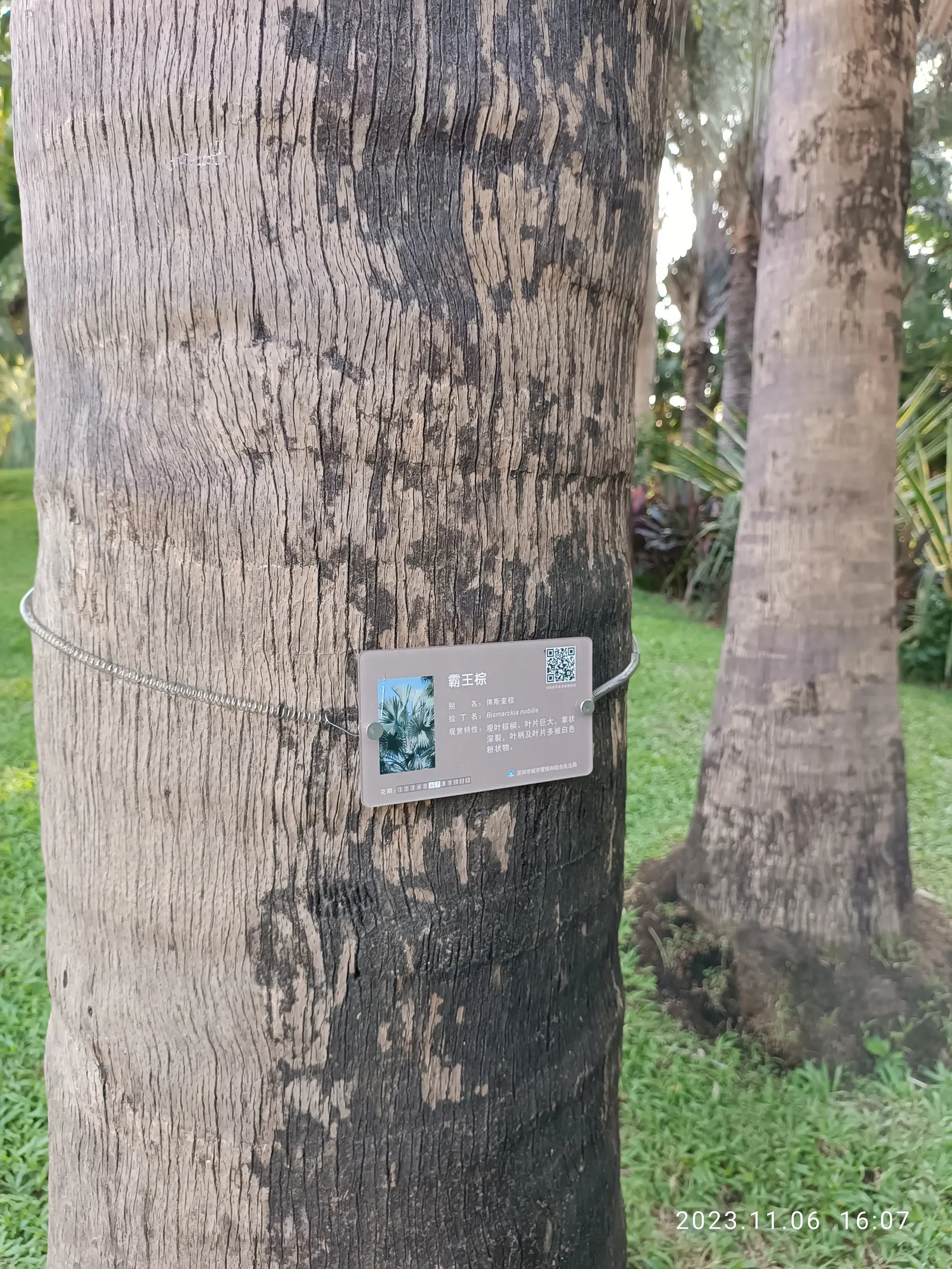 Bismarck Palm (Bismarckia Nobilis) — as it can reach a stately height of up to 60 feet with a crown spread that can extend to 20 feet in diameter, image 75