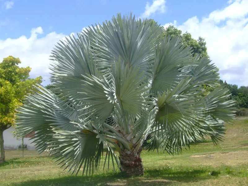 Bismarck Palm (Bismarckia Nobilis) — each approximately 4 feet in width; it thrives in full sun and well-draining soil, bringing a tropical flair to landscapes