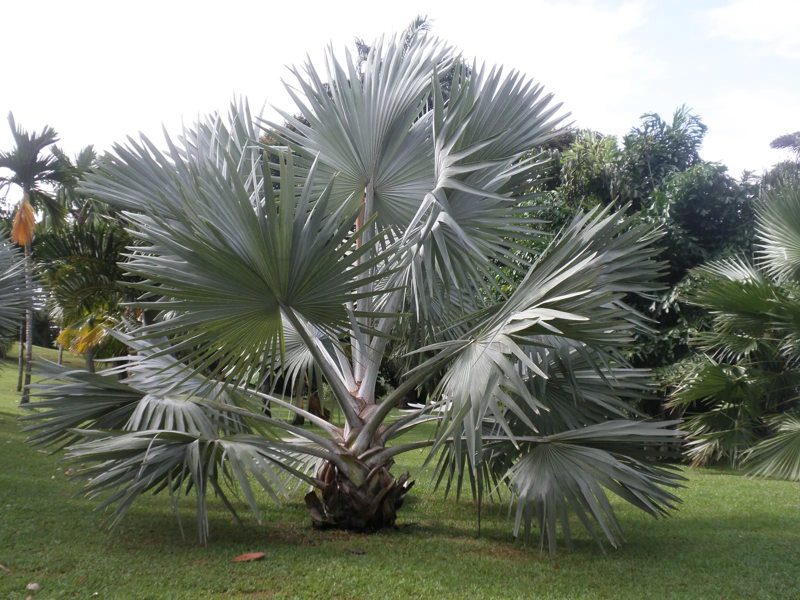 Bismarck Palm (Bismarckia Nobilis) — It thrives in full sun and well-draining soil, bringing a tropical flair to landscapes, image 46