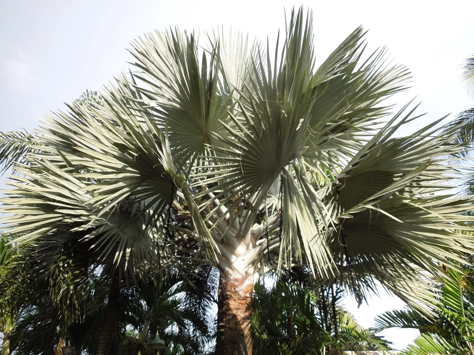 Bismarck Palm (Bismarckia Nobilis) — is a stunning statement piece with its silver-blue fronds; it thrives in full sun and well-draining soil, image 64