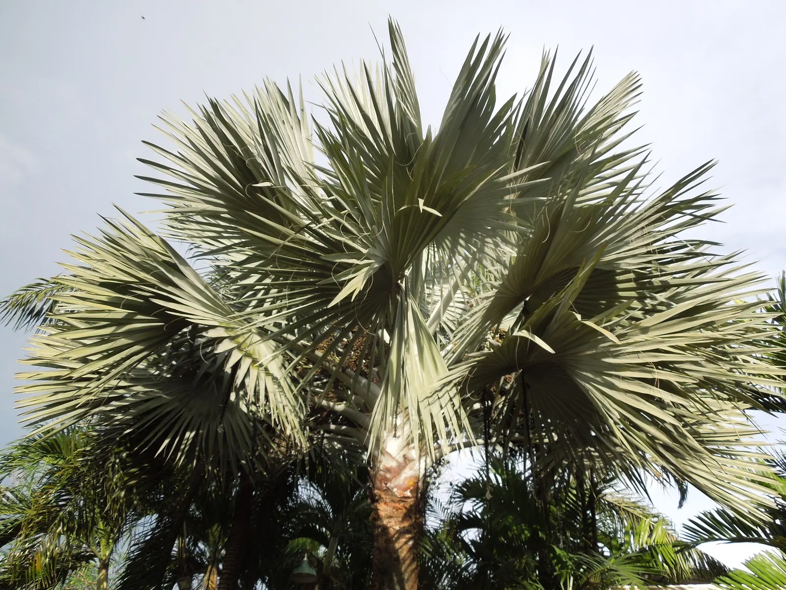 Bismarck Palm (Bismarckia Nobilis) — and consider its potential as a focal point or to line pathways and driveways; it's vital to allocate ample, image 83