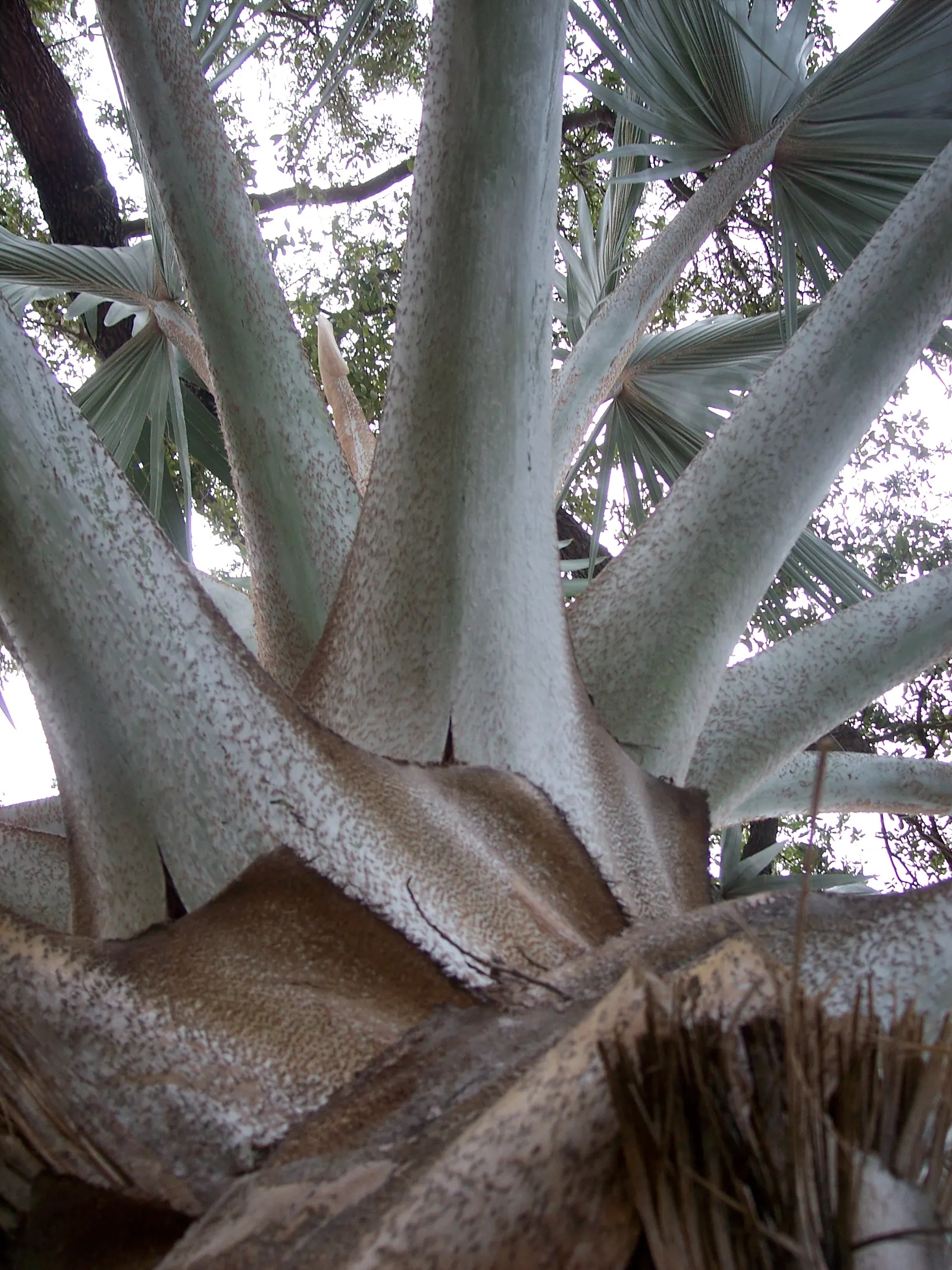 Bismarck Palm (Bismarckia Nobilis) — is a commanding and visually striking species native to the grasslands of Madagascar; it thrives in full sun, image 70