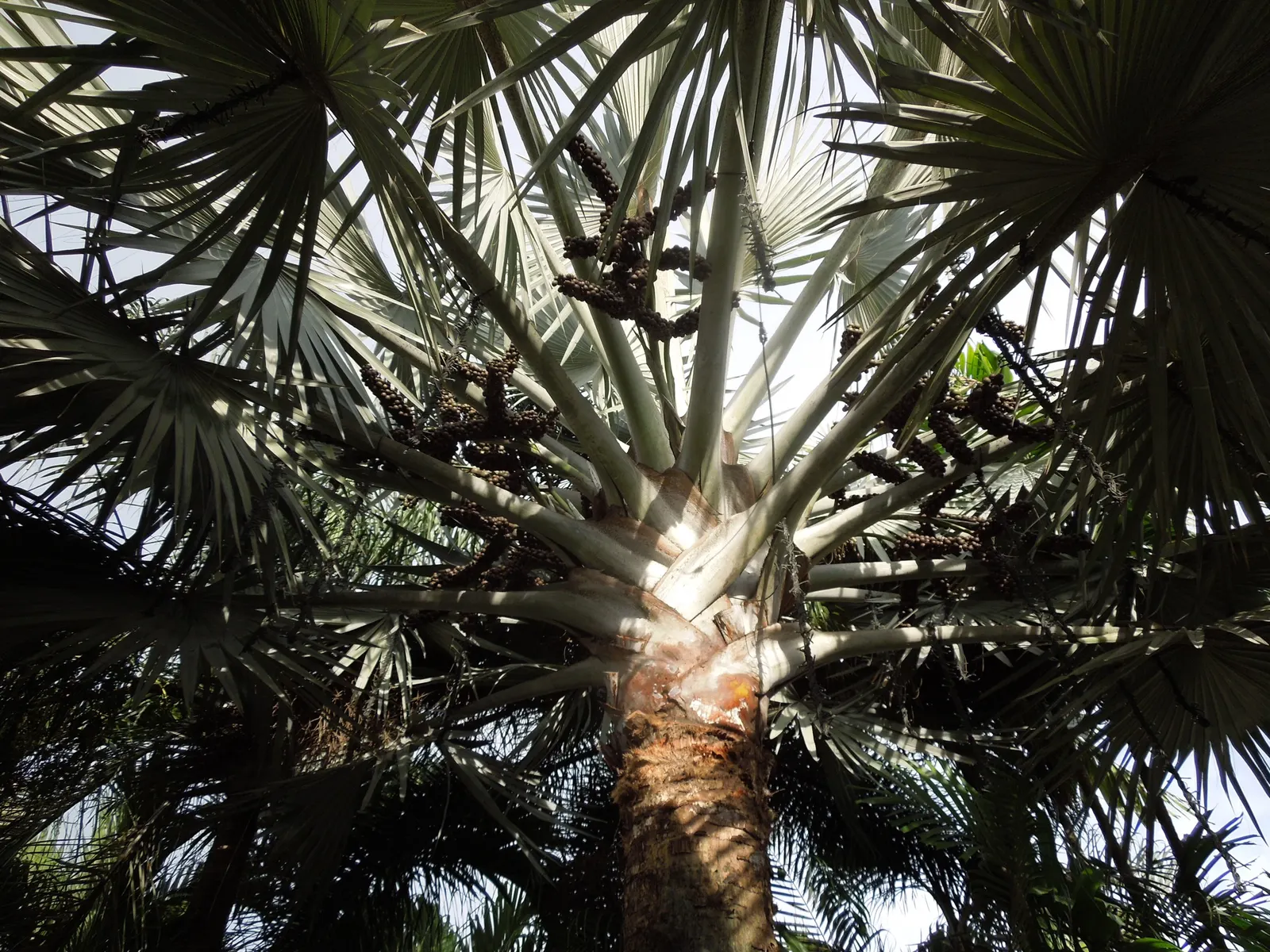 Bismarck Palm (Bismarckia Nobilis) — Renowned for its majestic silver-blue foliage; it's vital to allocate ample space for the Bismarck Palm, image 71
