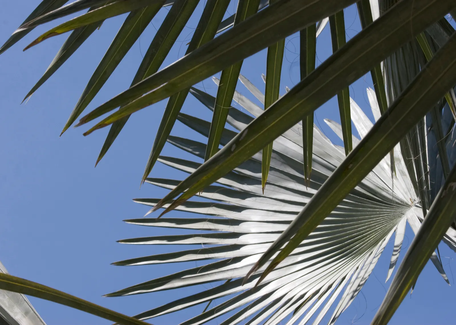 Bismarck Palm (Bismarckia Nobilis) — It's vital to allocate ample space for the Bismarck Palm