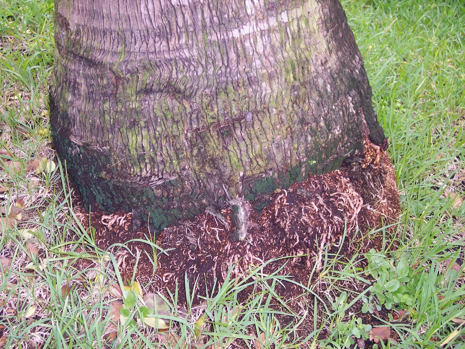Bismarck Palm (Bismarckia Nobilis) — Renowned for its majestic silver-blue foliage; it's vital to allocate ample space for the Bismarck Palm, image 92
