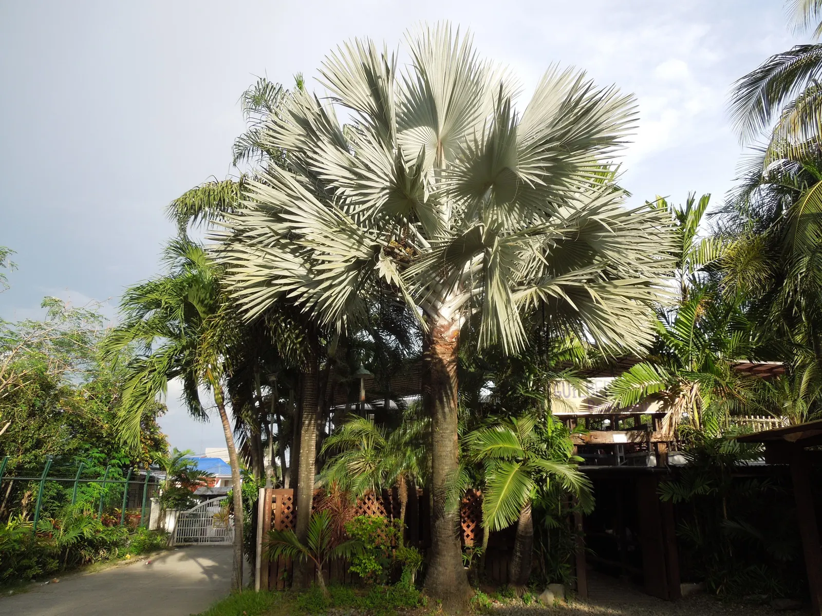 Bismarck Palm (Bismarckia Nobilis) — the Bismarck Palm prefers a full sun exposure for optimal growth and coloration