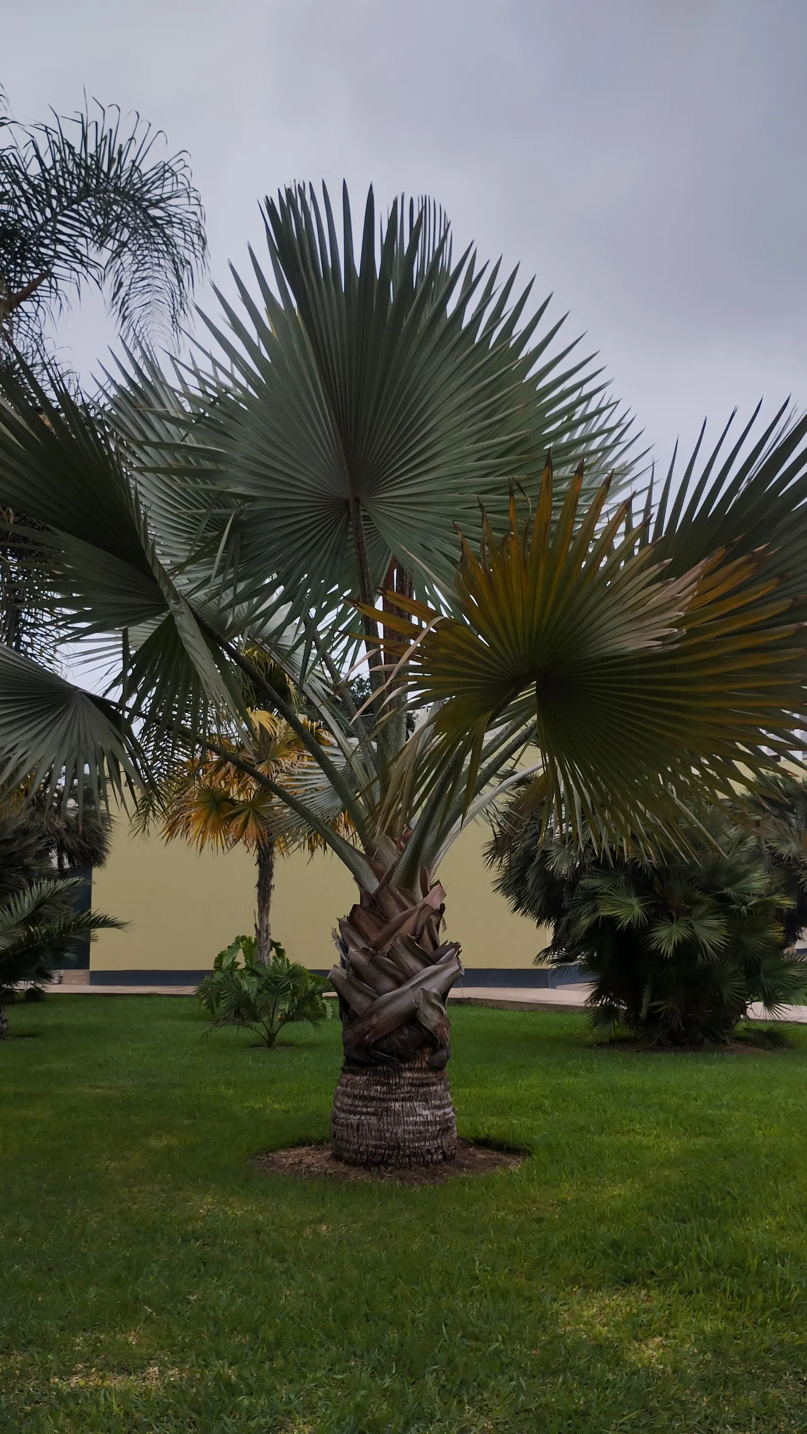 Bismarck Palm (Bismarckia Nobilis) — each approximately 4 feet in width