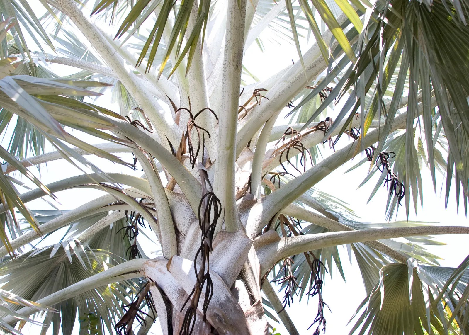 Bismarck Palm (Bismarckia Nobilis) — as it can reach a stately height of up to 60 feet with a crown spread that can extend to 20 feet in diameter, image 54