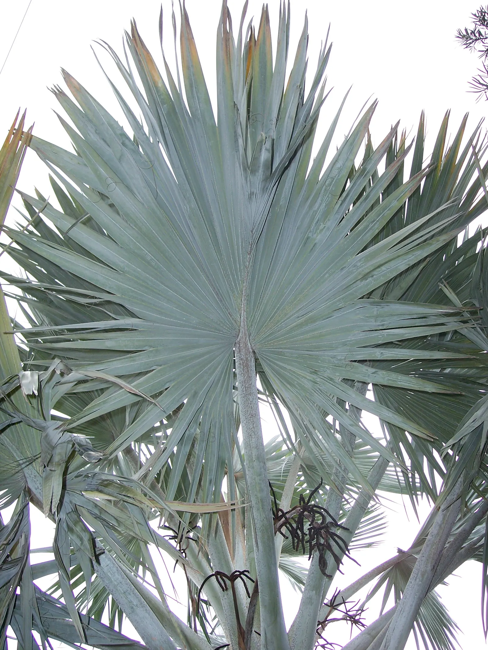 Bismarck Palm (Bismarckia Nobilis) — each approximately 4 feet in width; it thrives in full sun and well-draining soil, bringing a tropical flair, image 97