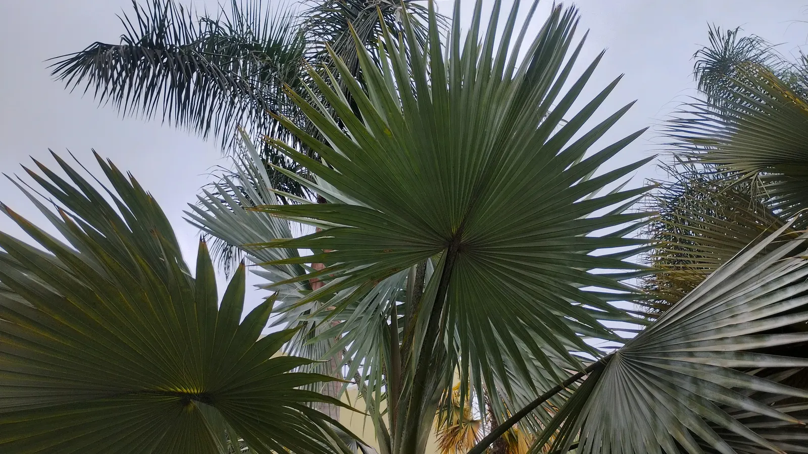Bismarck Palm (Bismarckia Nobilis) — this palm is a staple in landscapes where a bold; this low-maintenance palm is not only drought-tolerant but, image 51