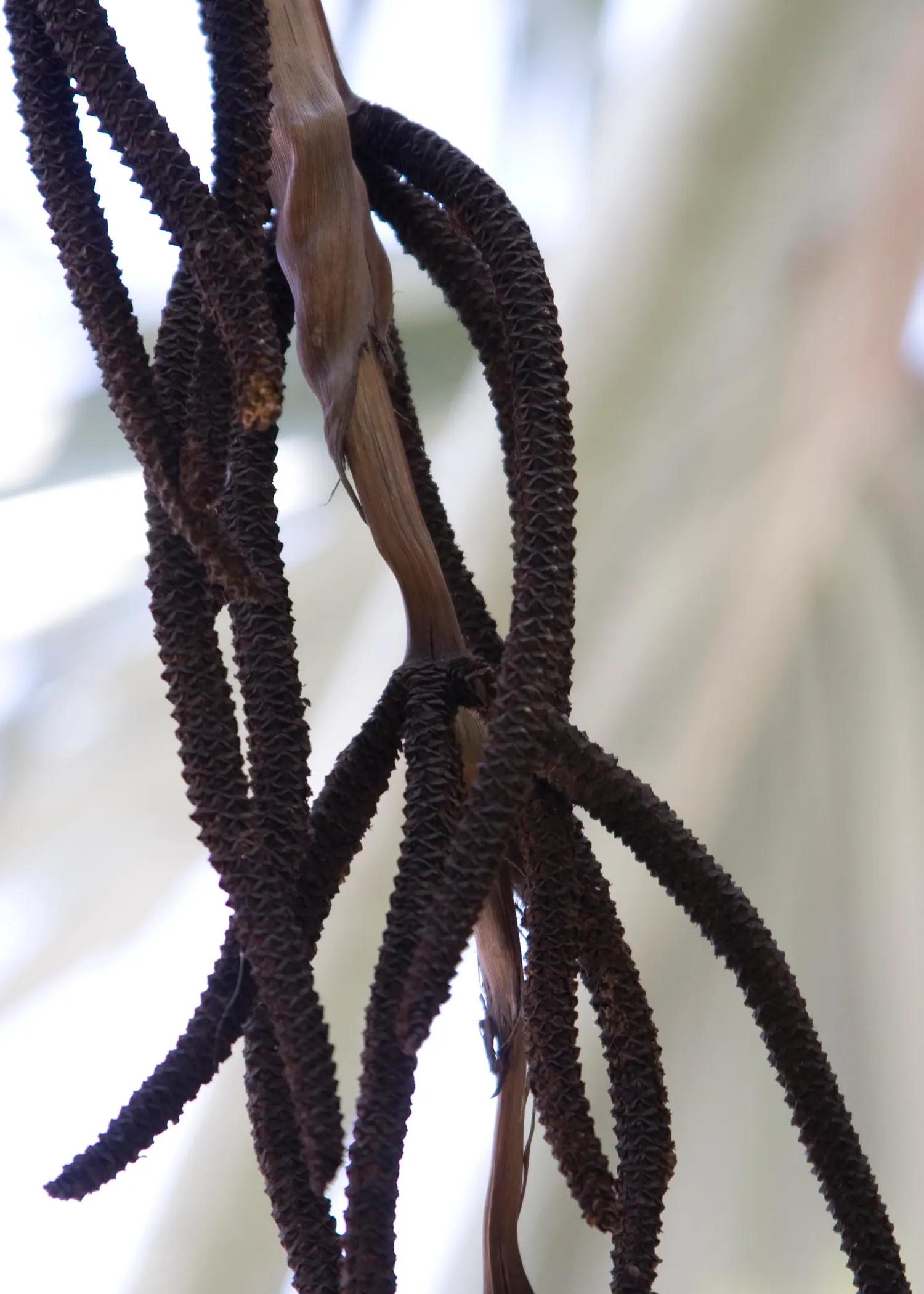 Bismarck Palm (Bismarckia Nobilis) — as it can reach a stately height of up to 60 feet with a crown spread that can extend to 20 feet in diameter; this