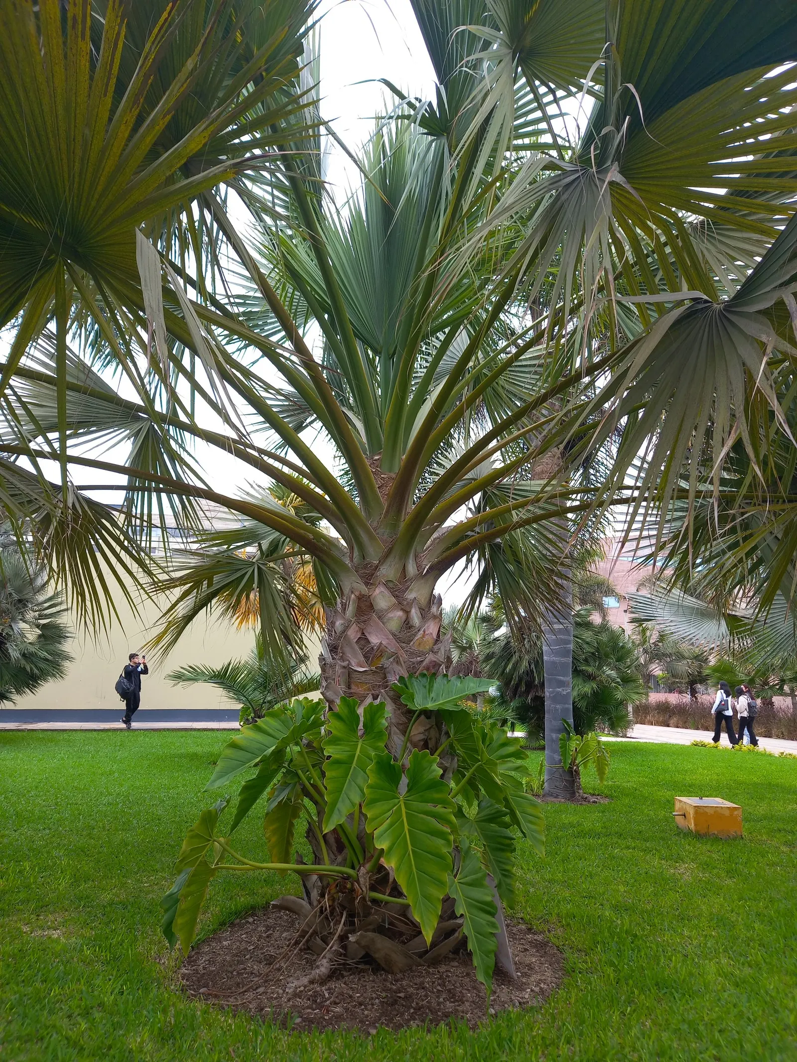 Bismarck Palm (Bismarckia Nobilis) — the Bismarck Palm prefers a full sun exposure for optimal growth and coloration; this low-maintenance palm is not only