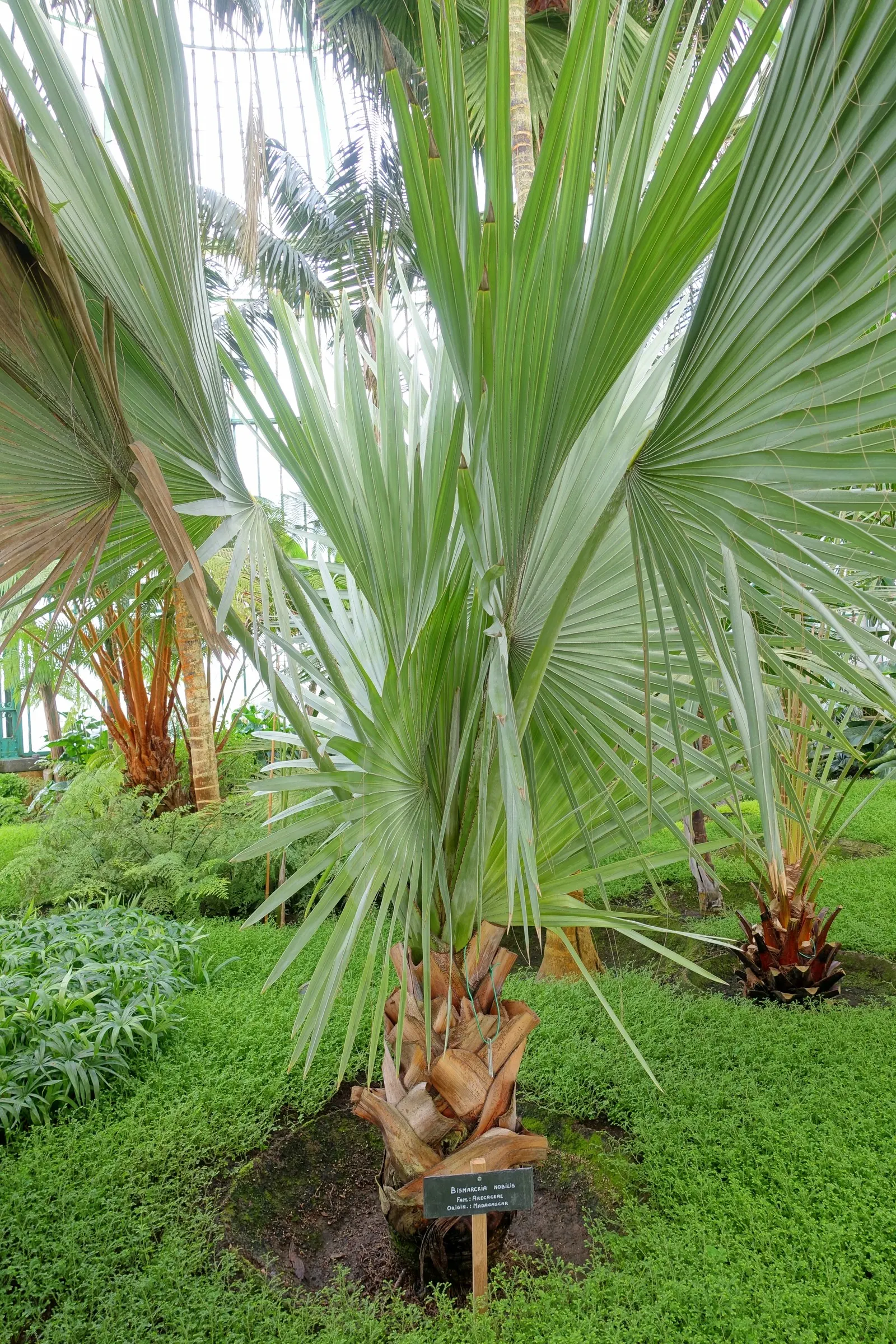 Bismarck Palm (Bismarckia Nobilis) — tropical aesthetic is desired