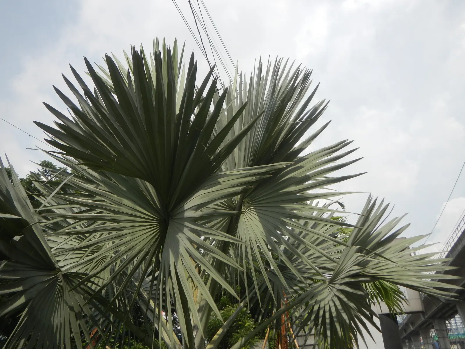 Bismarck Palm (Bismarckia Nobilis) — It thrives in full sun and well-draining soil, bringing a tropical flair to landscapes, image 25
