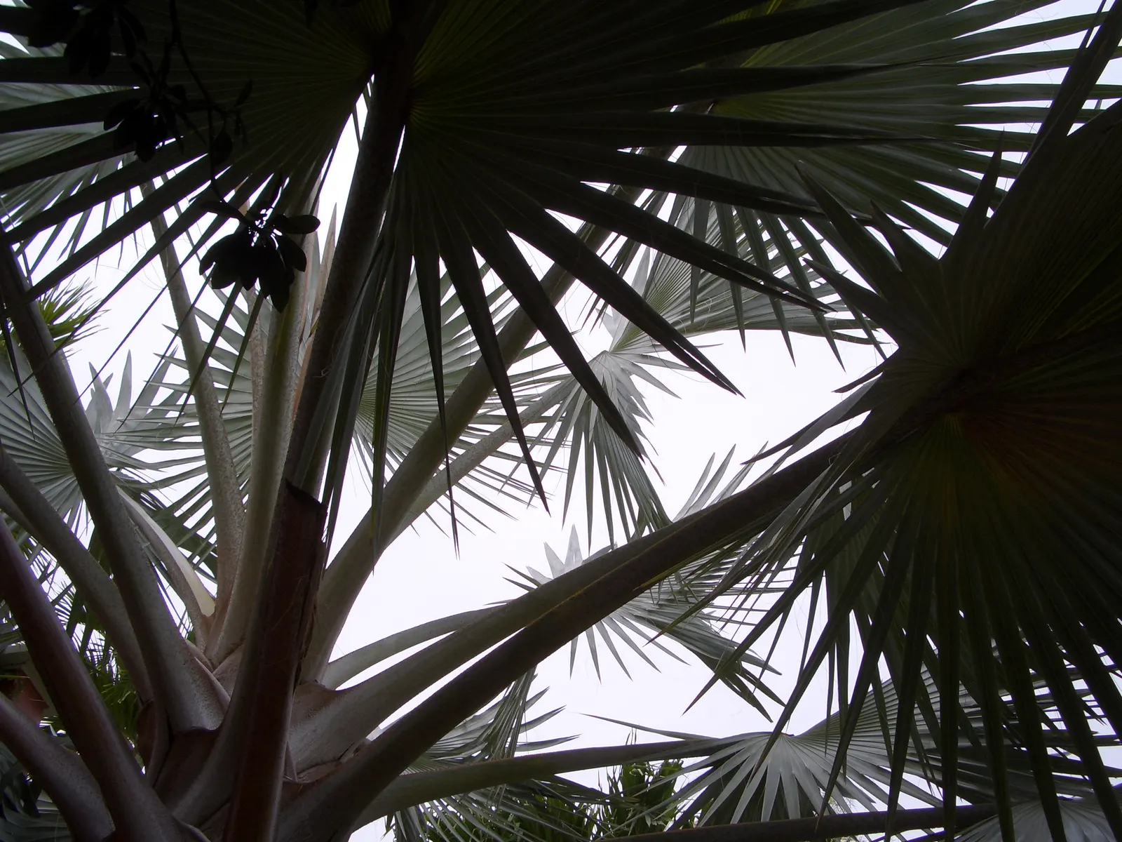 Bismarck Palm (Bismarckia Nobilis) — Renowned for its majestic silver-blue foliage; it's vital to allocate ample space for the Bismarck Palm, image 50