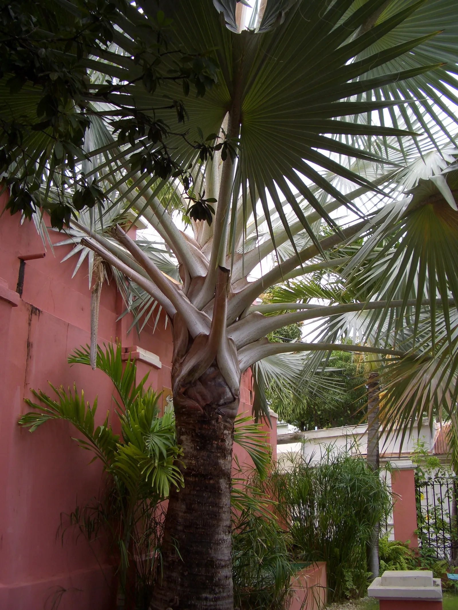 Bismarck Palm (Bismarckia Nobilis) — scientifically named Bismarckia nobilis; this low-maintenance palm is not only drought-tolerant but also resistant to most