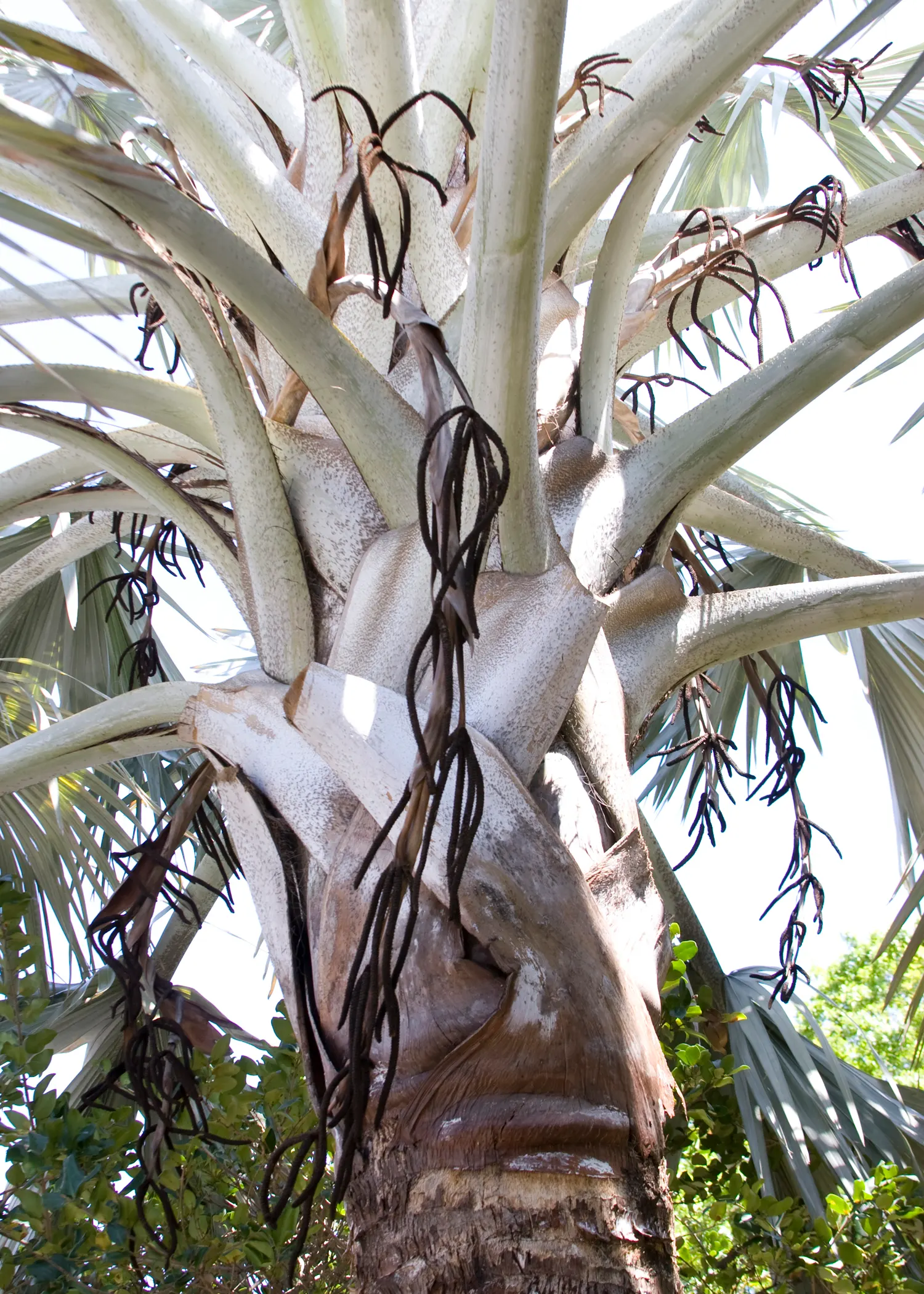 Bismarck Palm (Bismarckia Nobilis) — and forming a grand crown; it's vital to allocate ample space for the Bismarck Palm, image 44